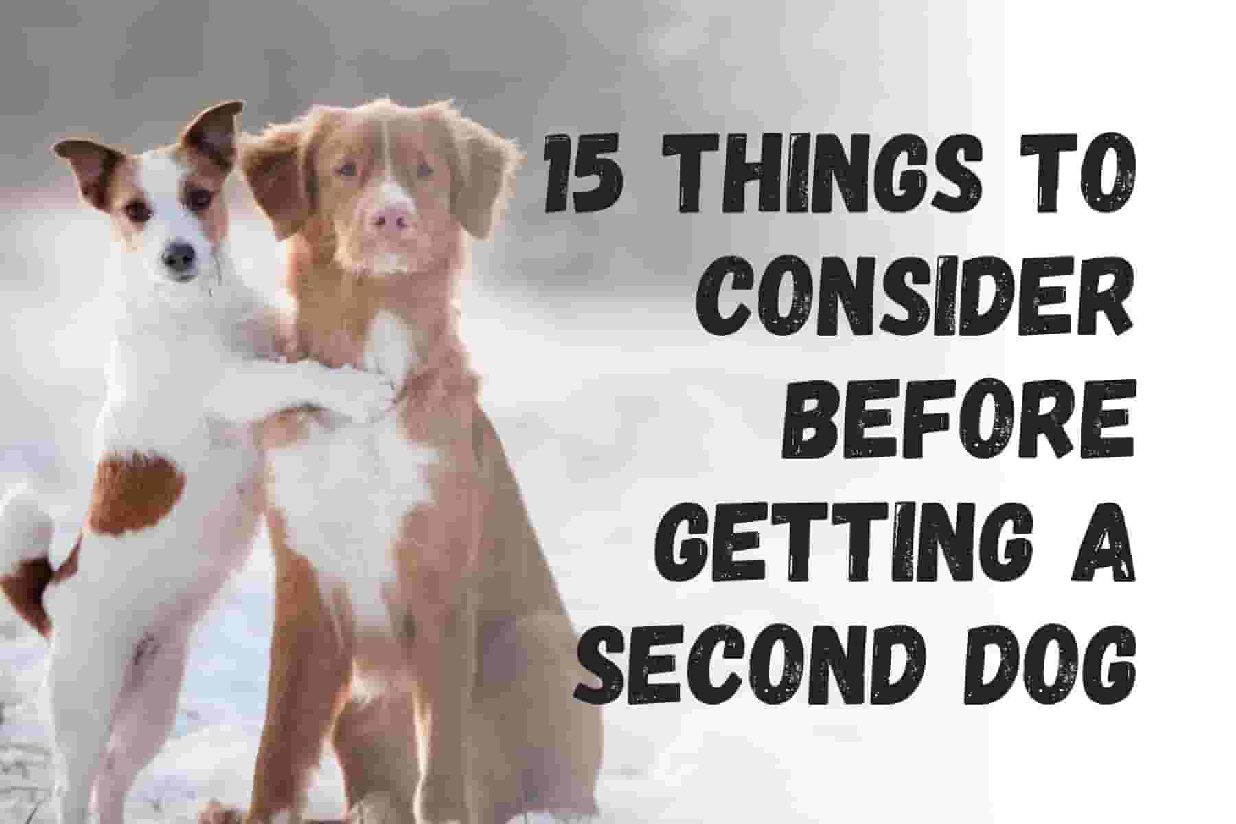 Consider These 15 Factors Before Adding a Second Dog to Your Family