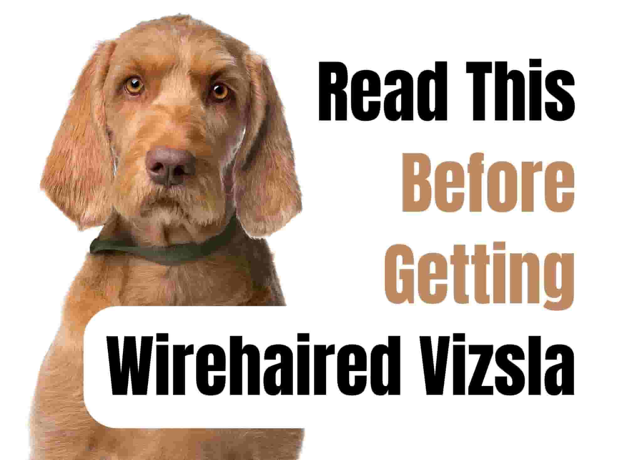 15 Things to Know Before Getting a Wirehaired Vizsla