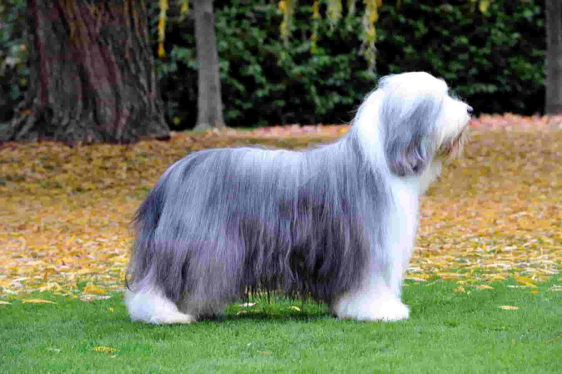 15 things to know before owning a Bearded Collie