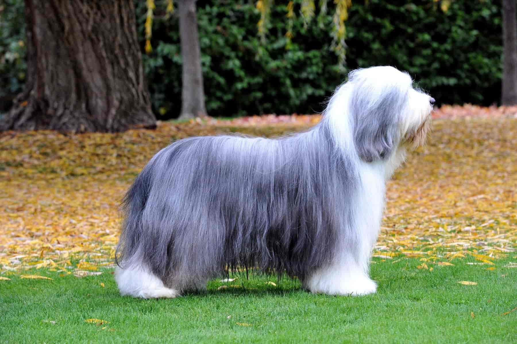 15 things to know before owning a Bearded Collie
