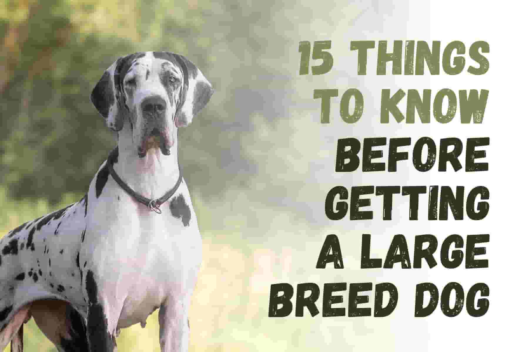 15 Things to Know Before Adopting a Large Dog