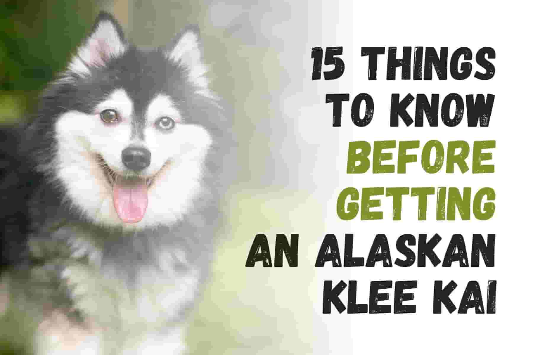 15 things to know before adopting an Alaskan Klee Kai