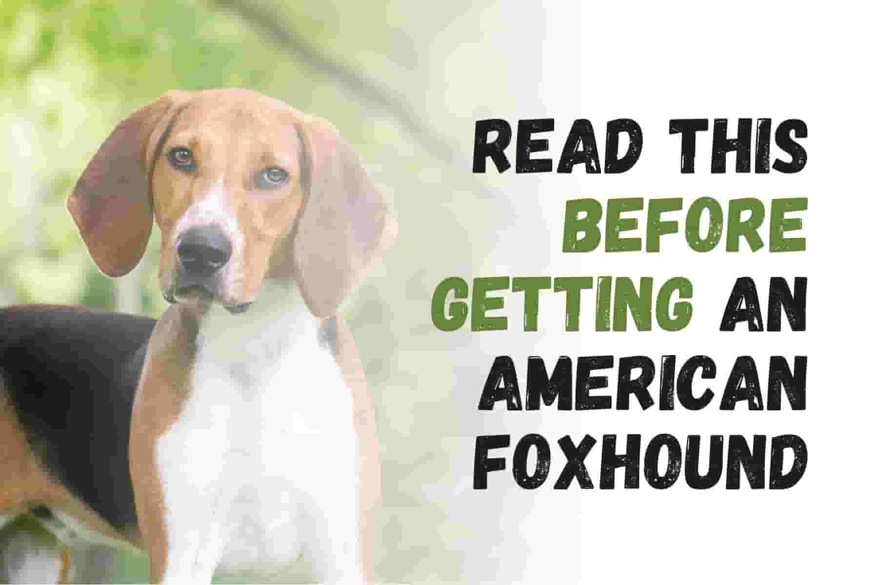 What You Should Know Before Adopting an American Foxhound