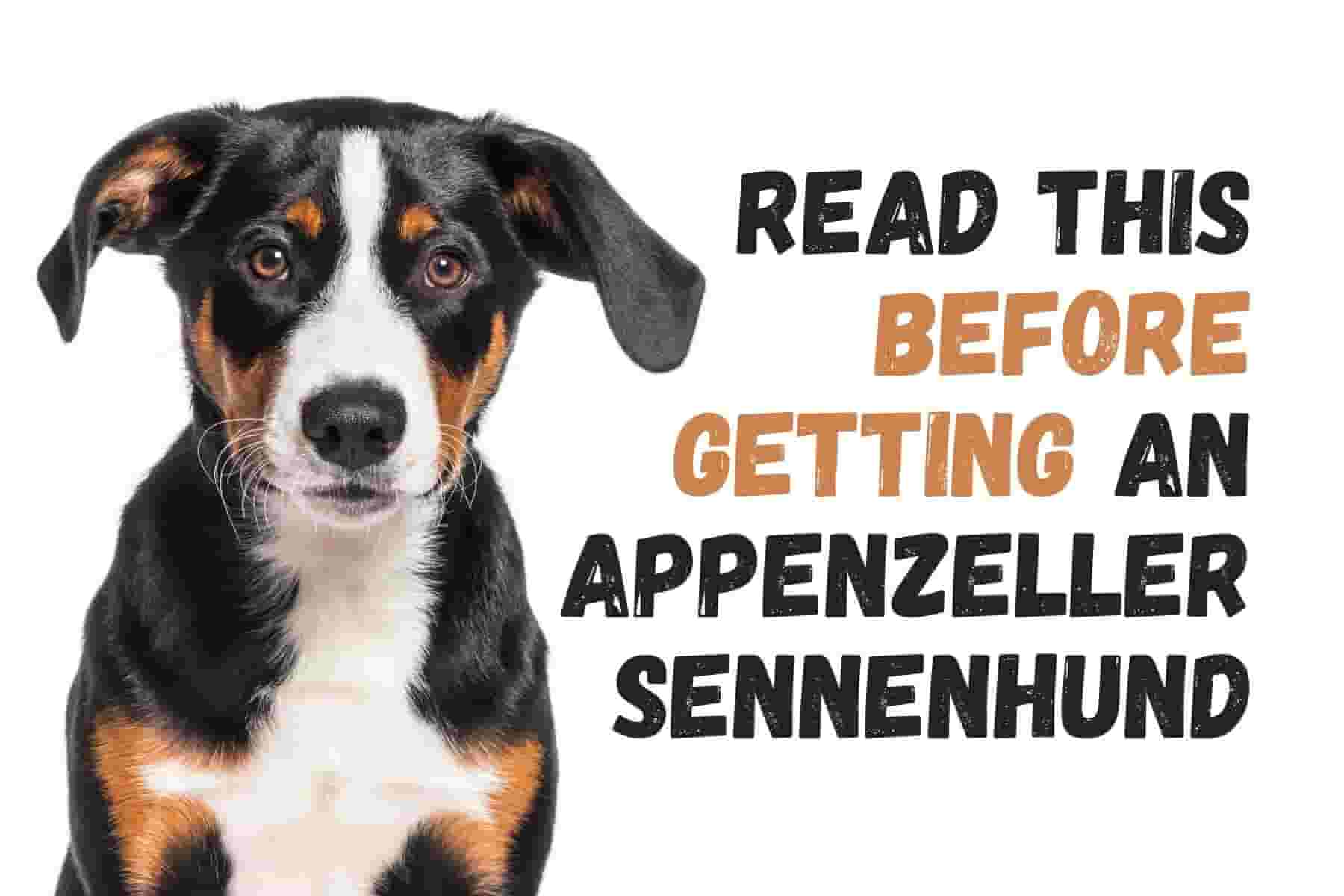 15 Things to Know Before Getting an Appenzeller Sennenhund