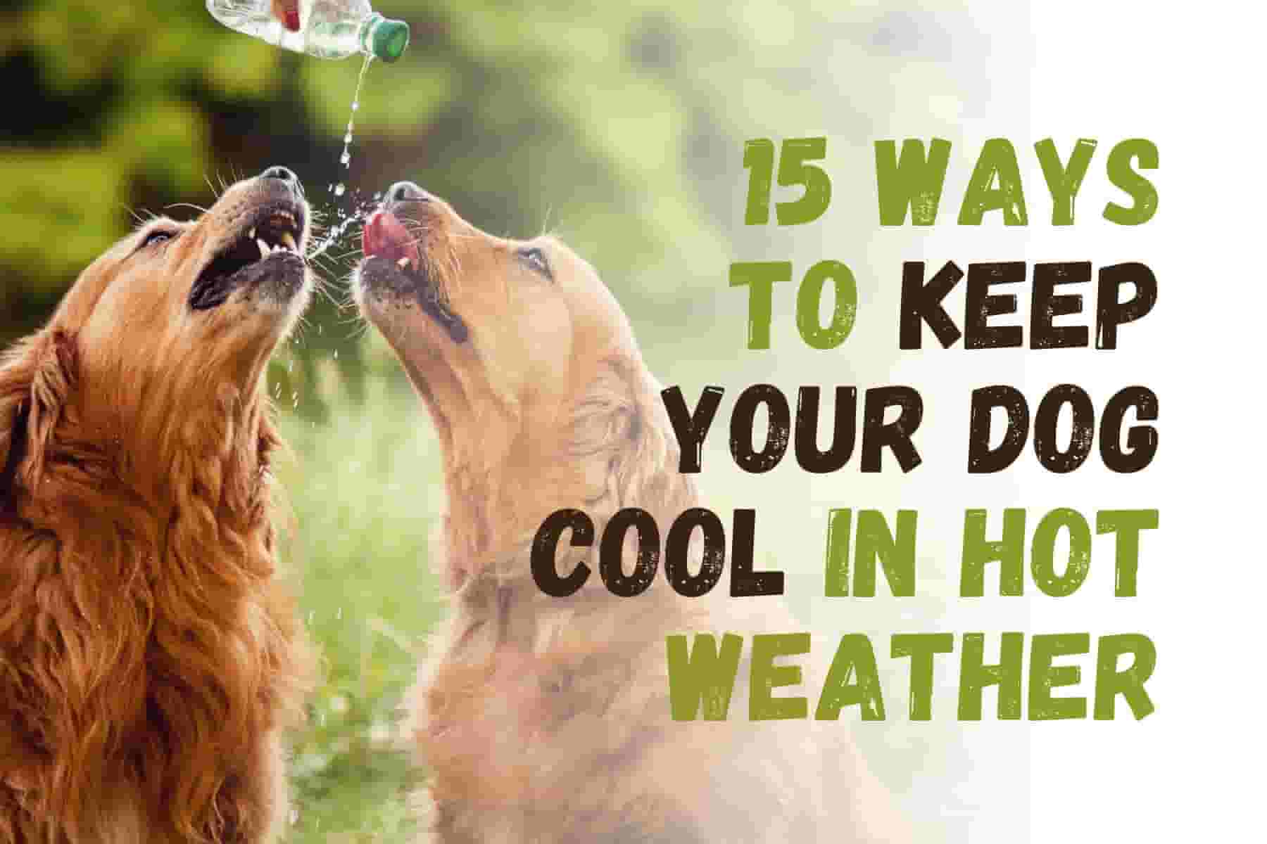 15 Ways to Keep Your Dog Cool and Safe in Hot Weather