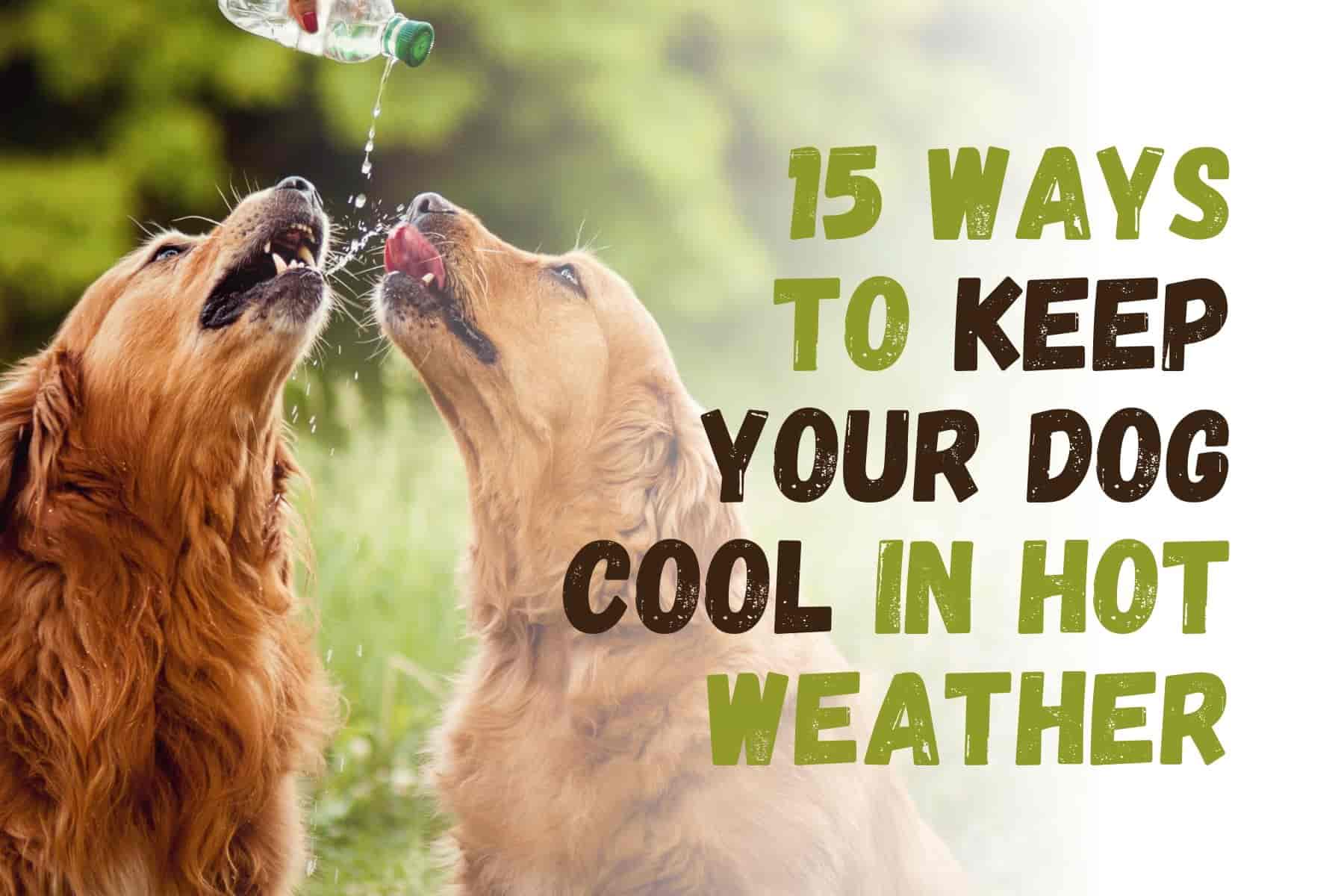 15 Ways to Keep Your Dog Cool and Safe in Hot Weather