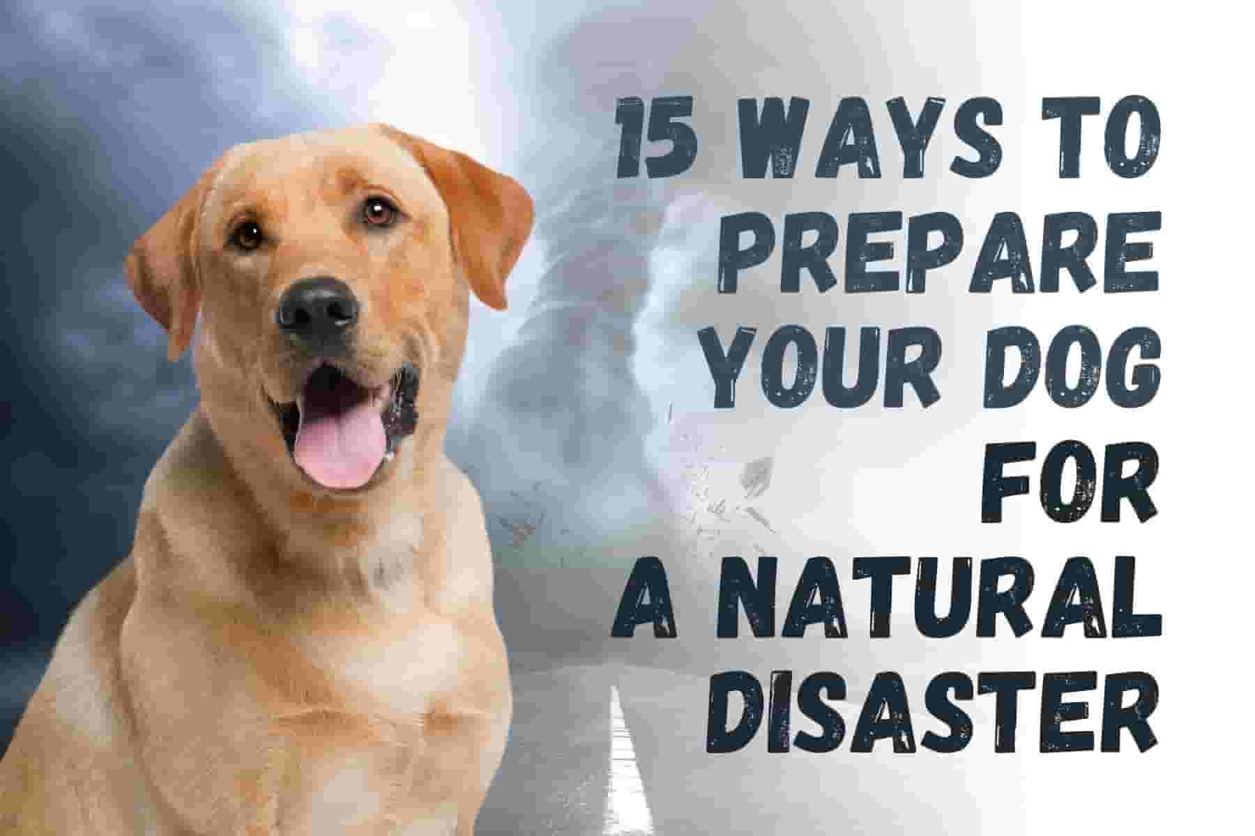 15 Tips to Prepare Your Dog for a Natural Disaster