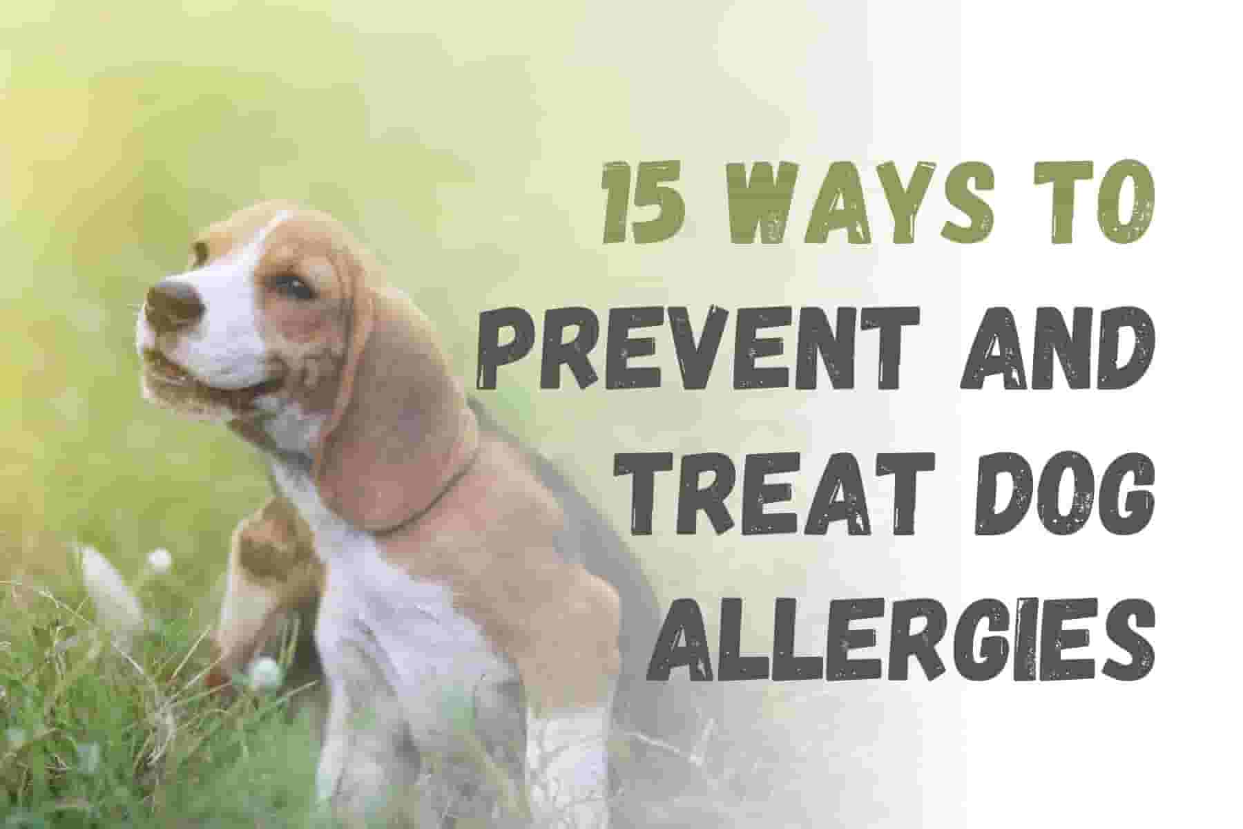 15 Essential Tips to Prevent and Treat Dog Allergies