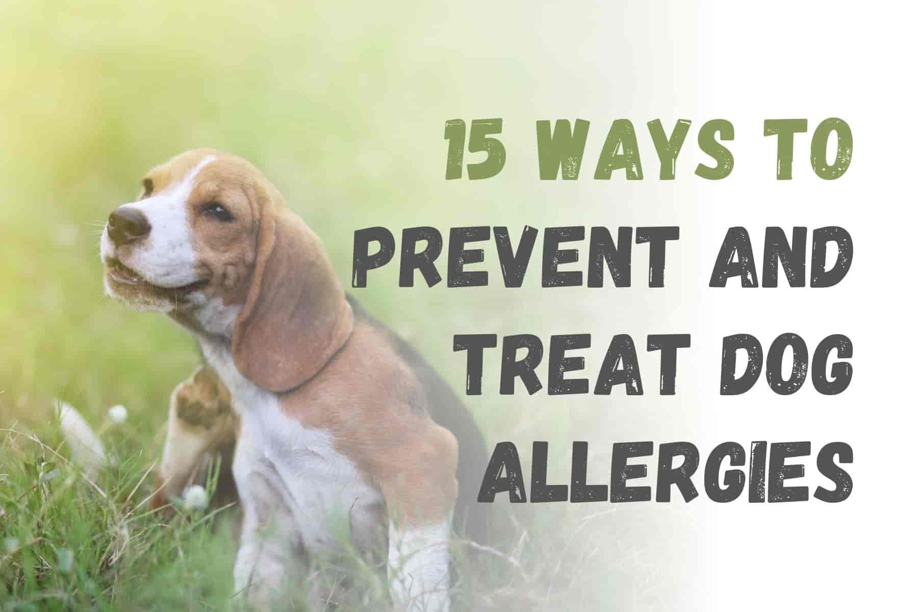 15 Essential Tips to Prevent and Treat Dog Allergies