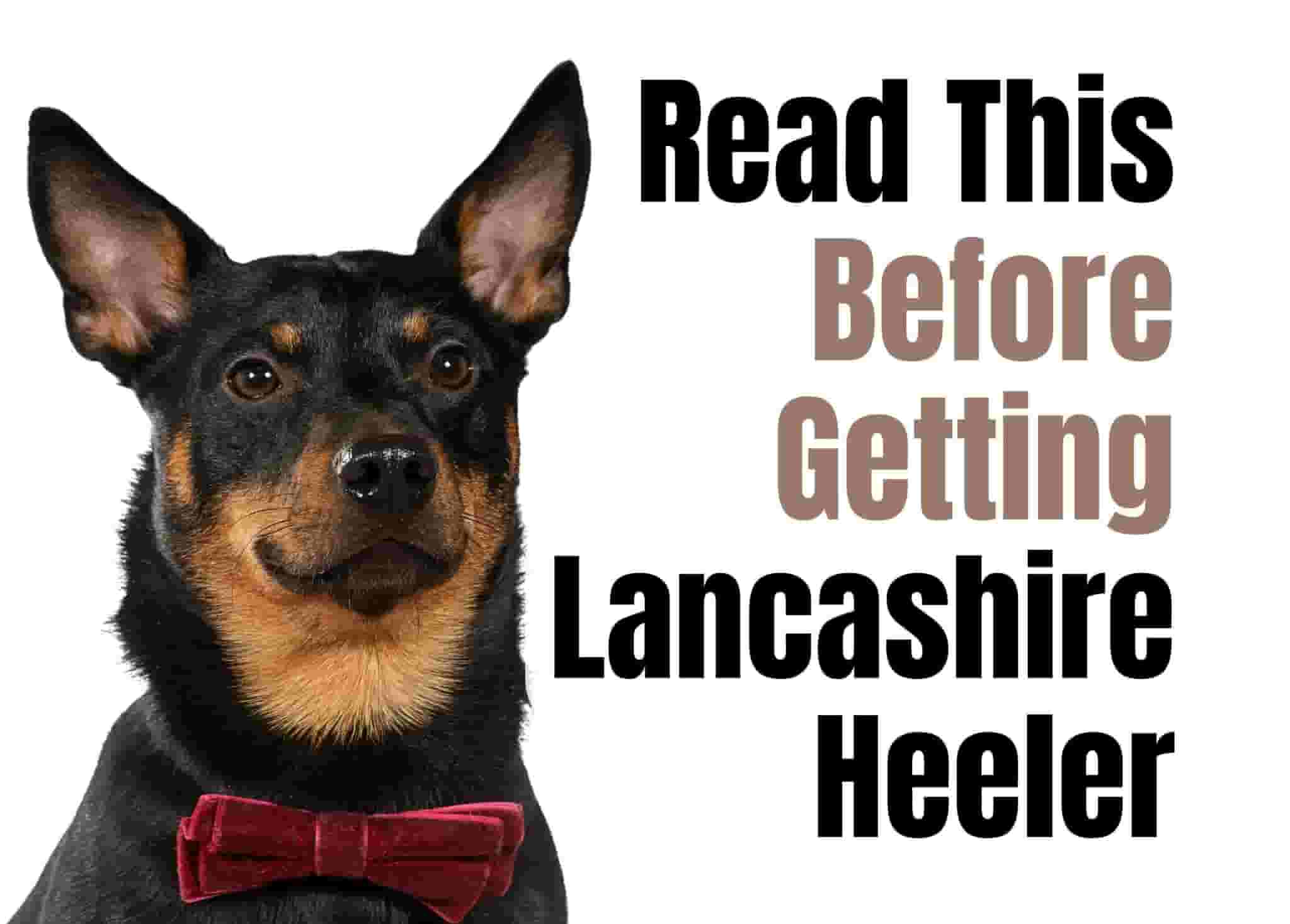 What to Think About Before Getting a Lancashire Heeler Puppy