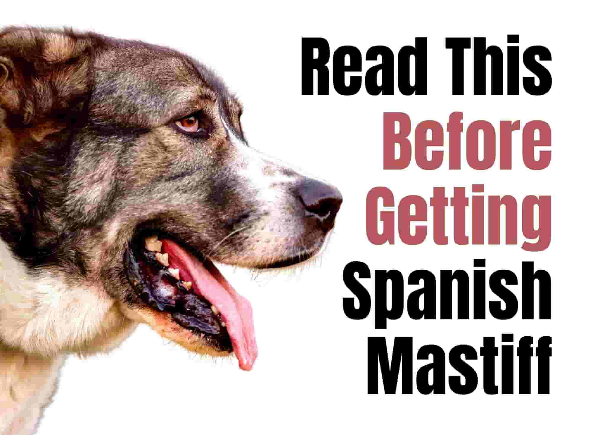 5 Things to Know Before Owning a Spanish Mastiff