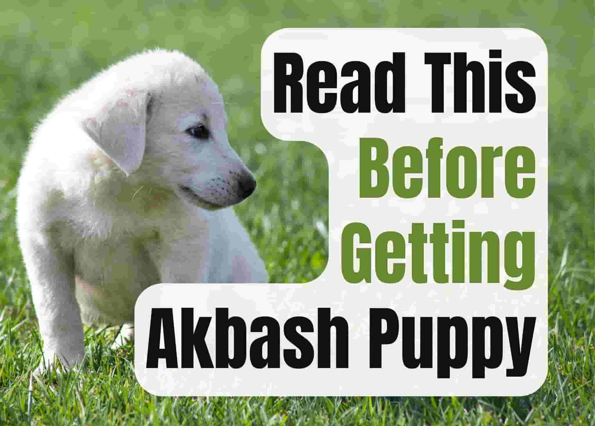 10 things to know before getting an Akbash dog