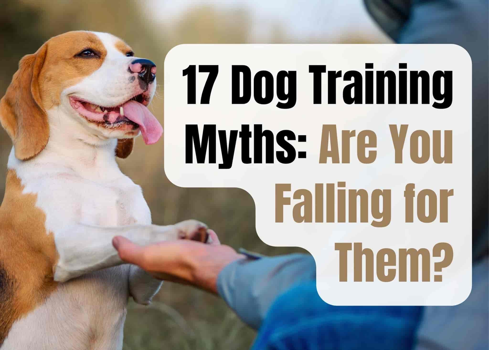 17 Myths About Dog Training Debunked