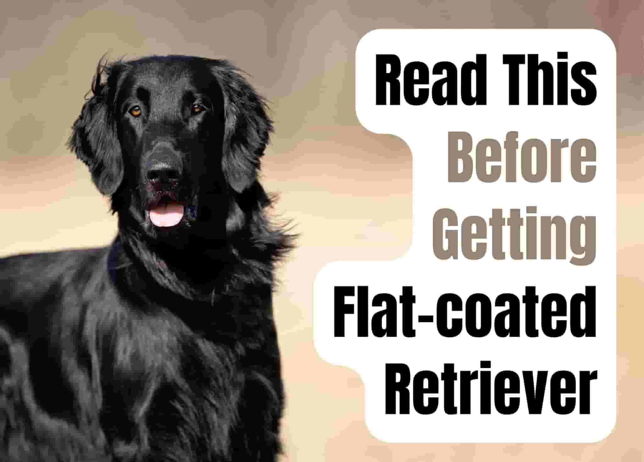 15 things to know before getting a Flat-Coated Retriever