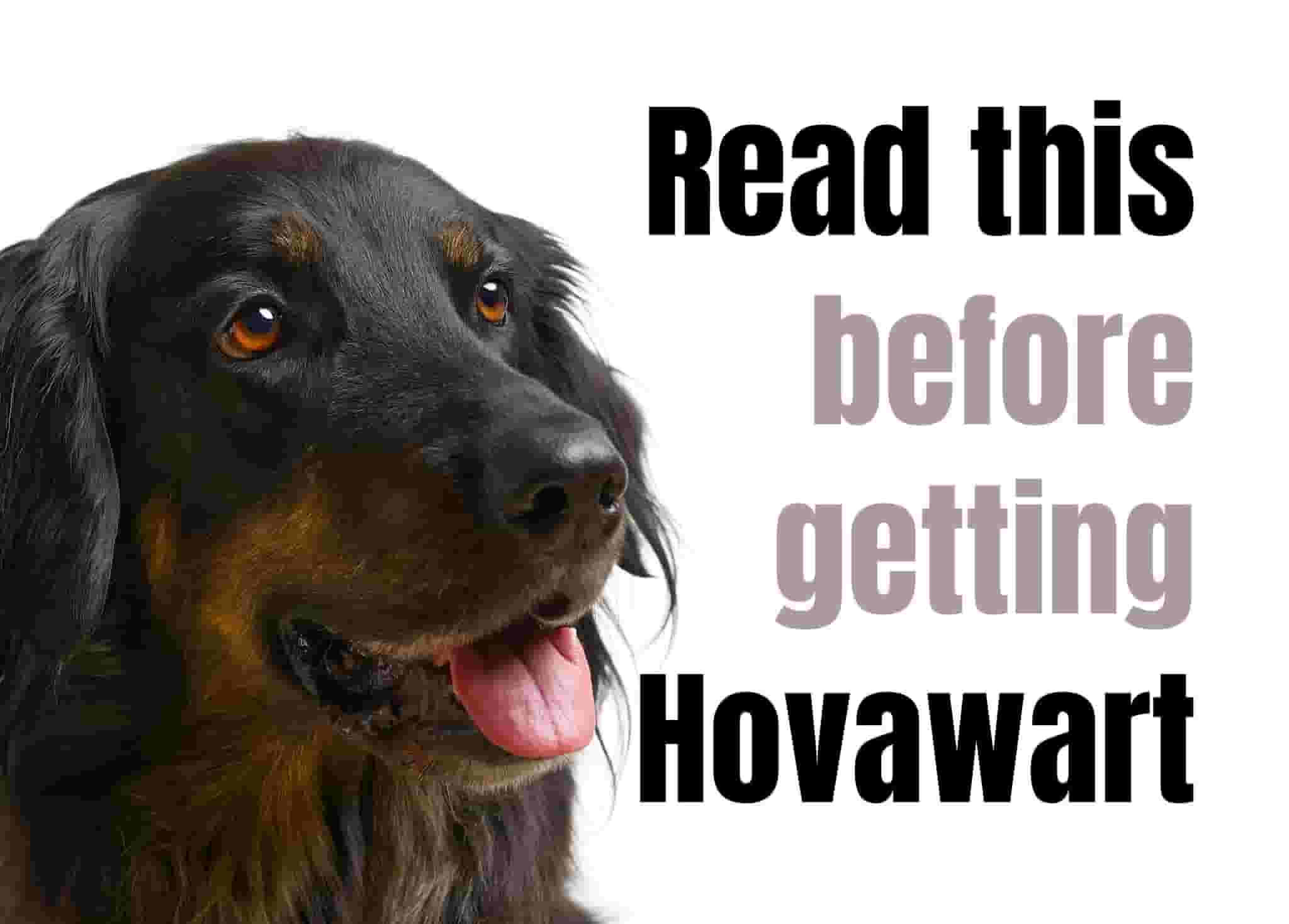 10 things to know before owning a Hovawart