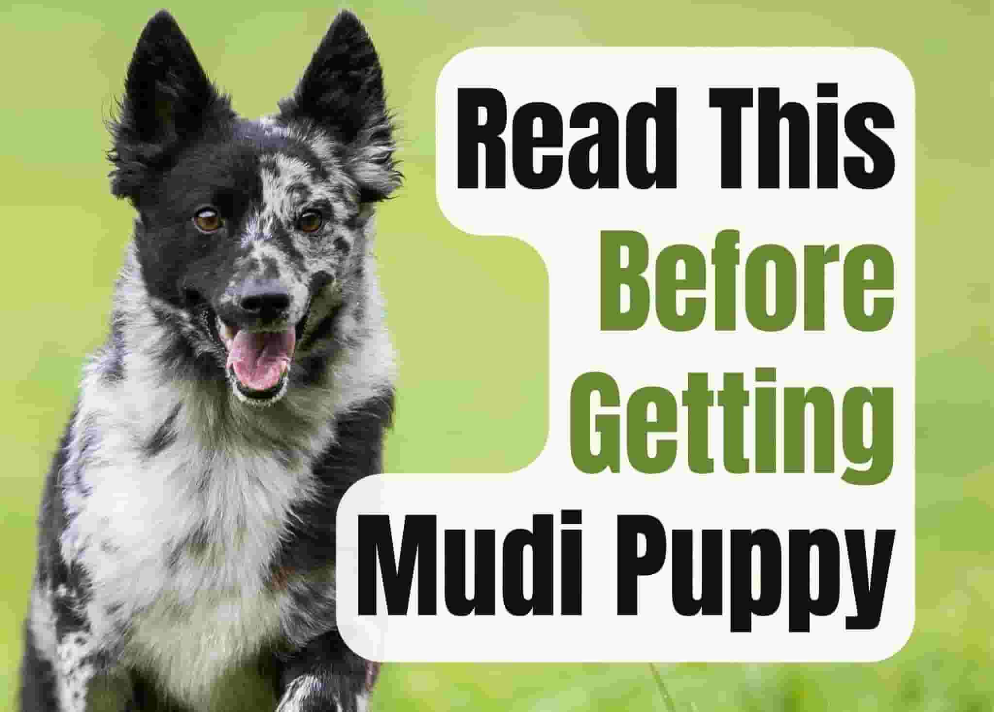 What to Think About Before Getting a Mudi Puppy