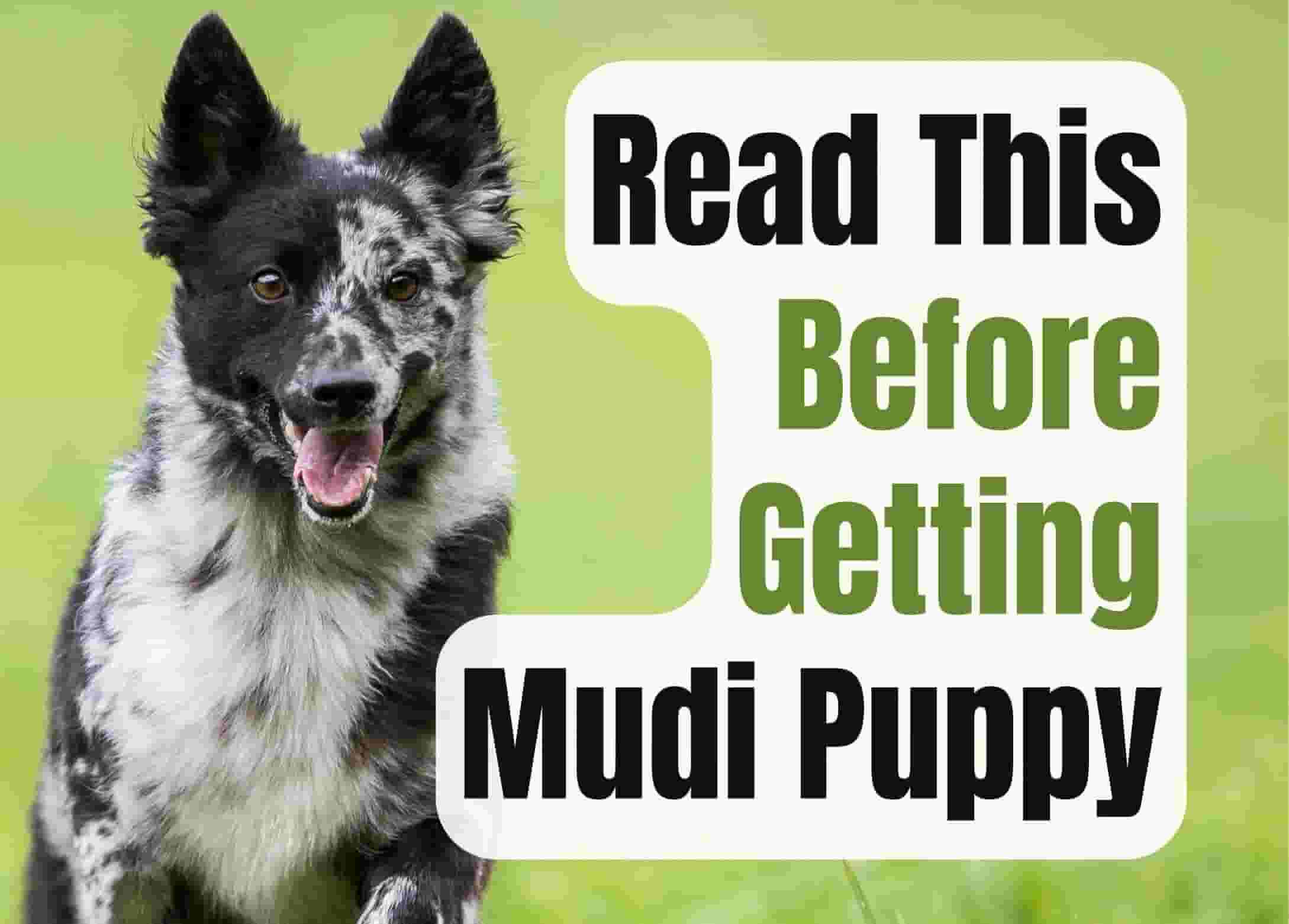 What to Think About Before Getting a Mudi Puppy