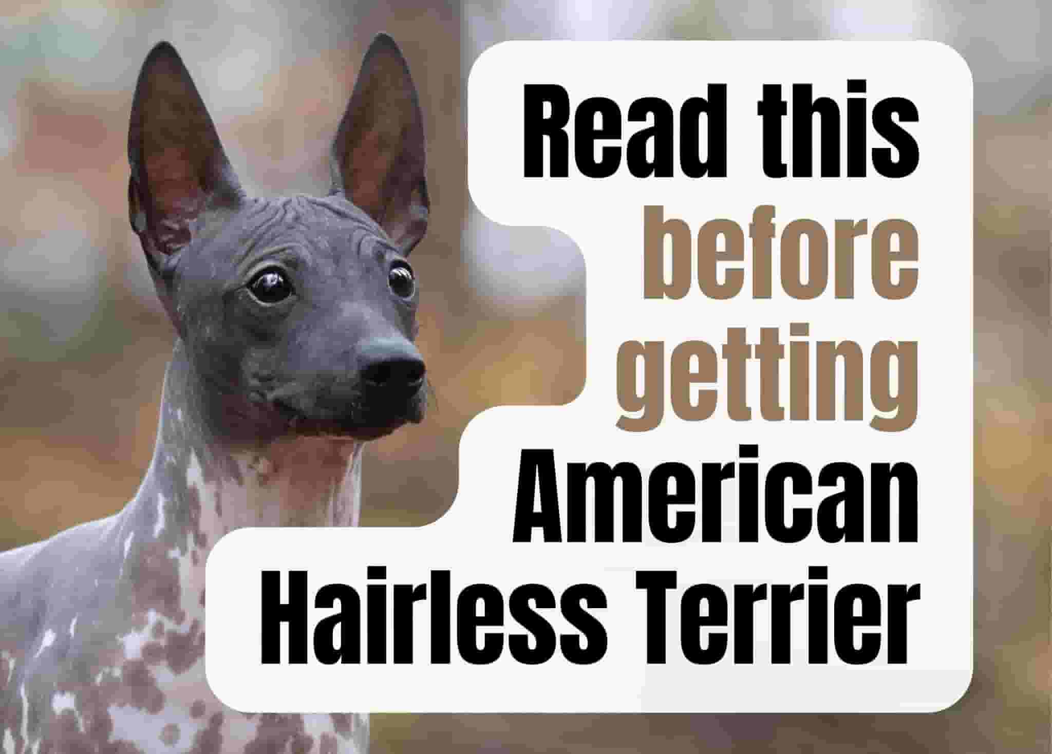 16 things to know before getting an American Hairless Terrier