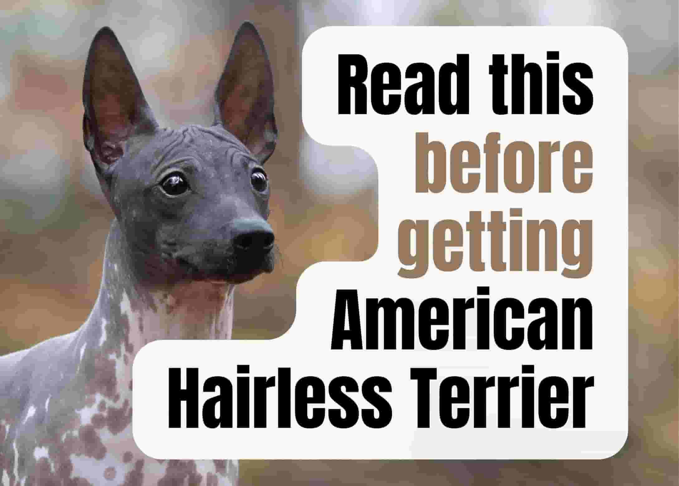 16 things to know before getting an American Hairless Terrier