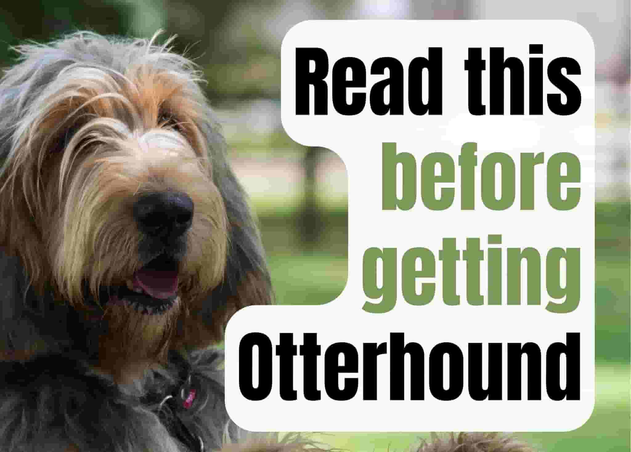 7 things to know before owning an Otterhound