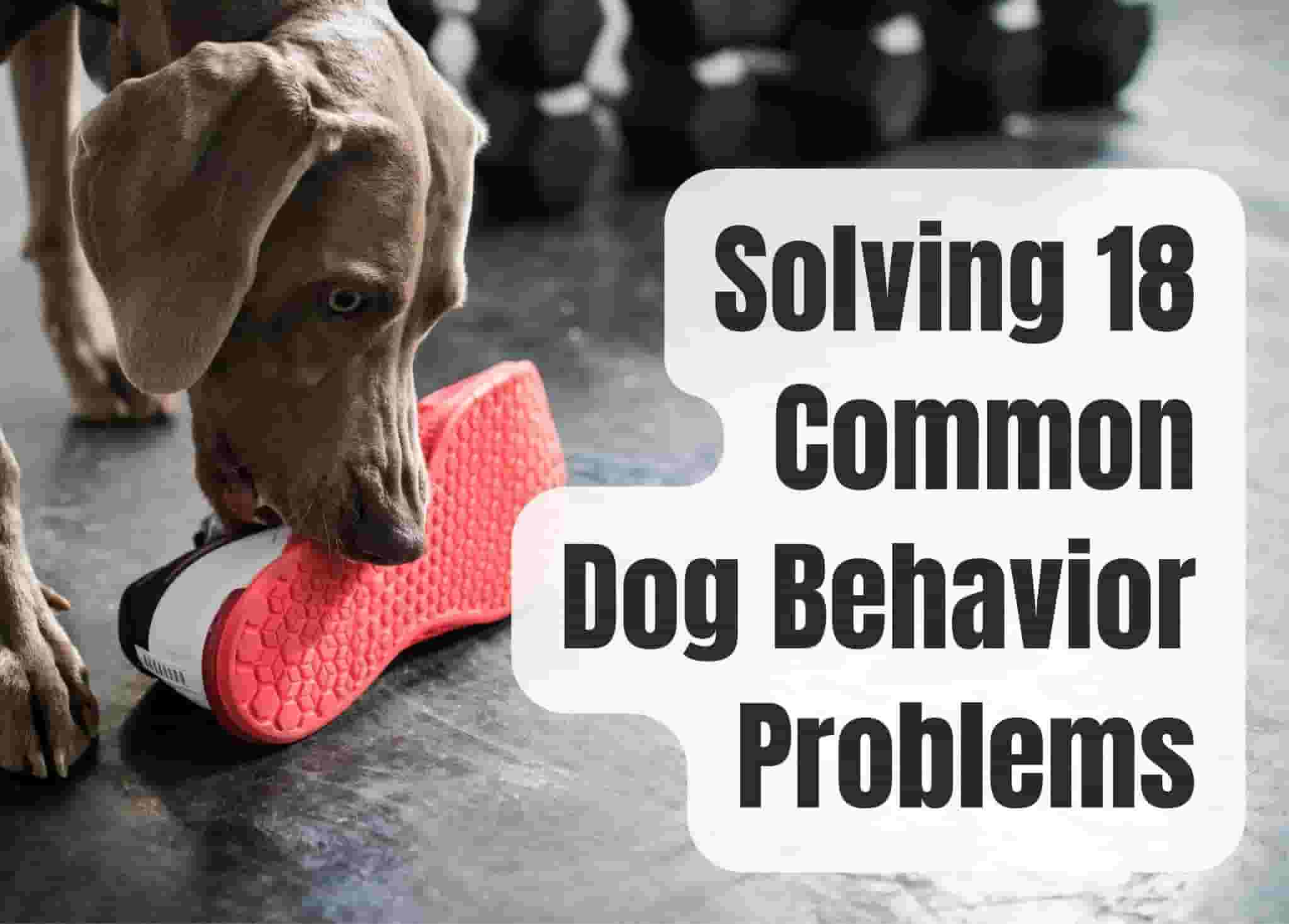 12 Common Dog Behavior Problems and How to Solve Them