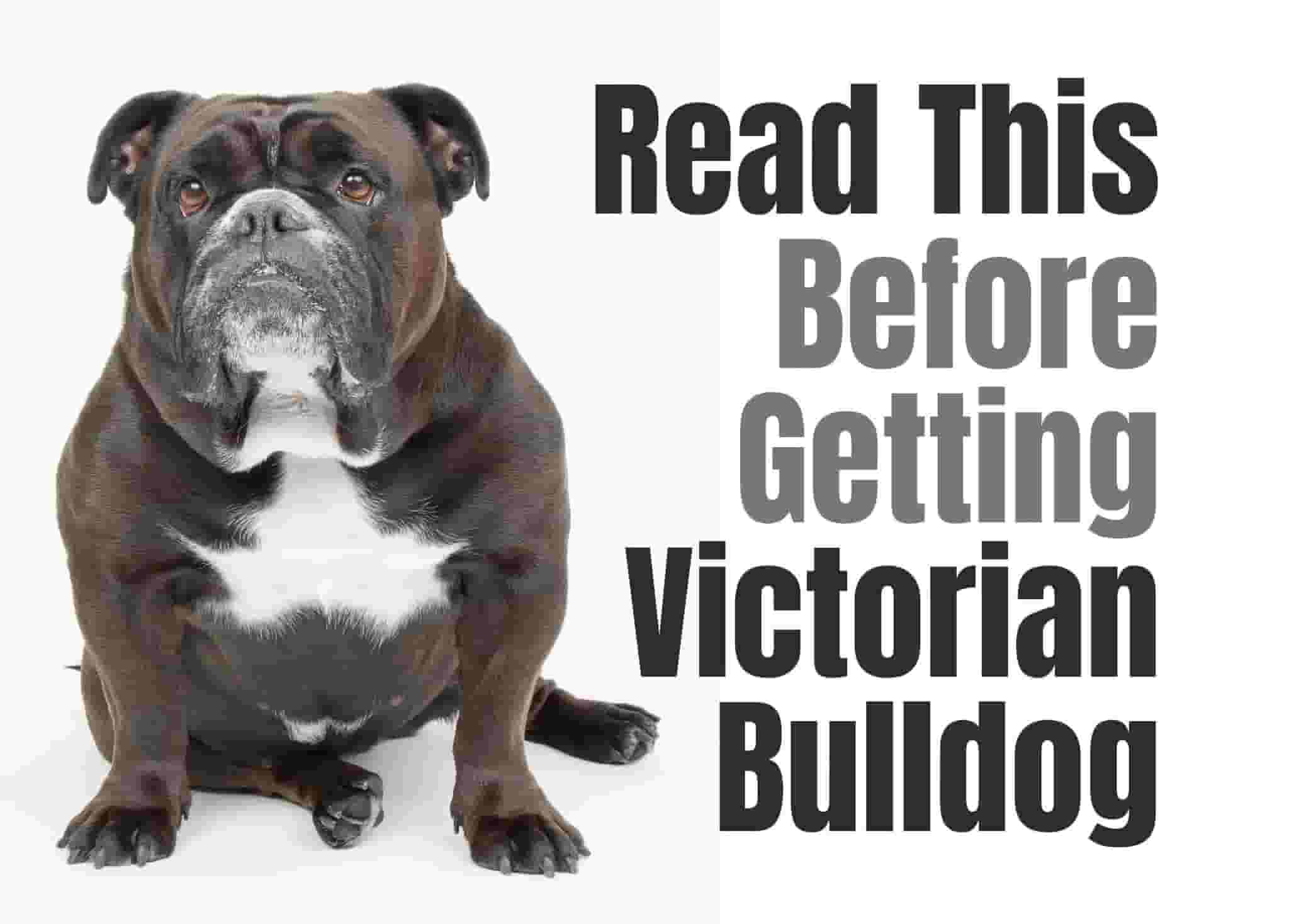 10 things to know before getting a Victorian Bulldog
