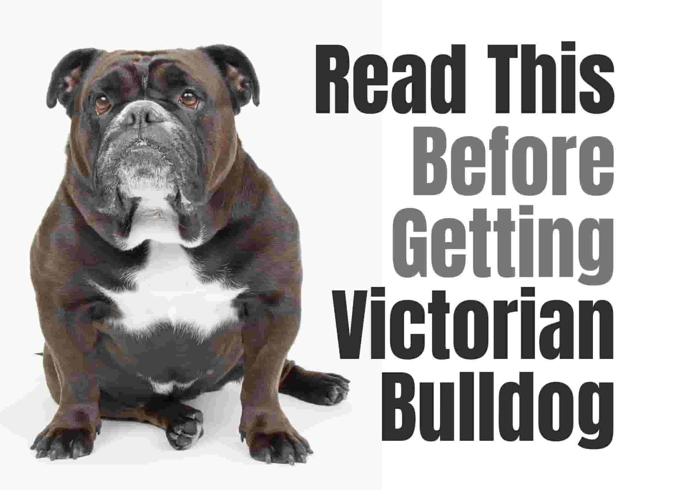 10 things to know before getting a Victorian Bulldog