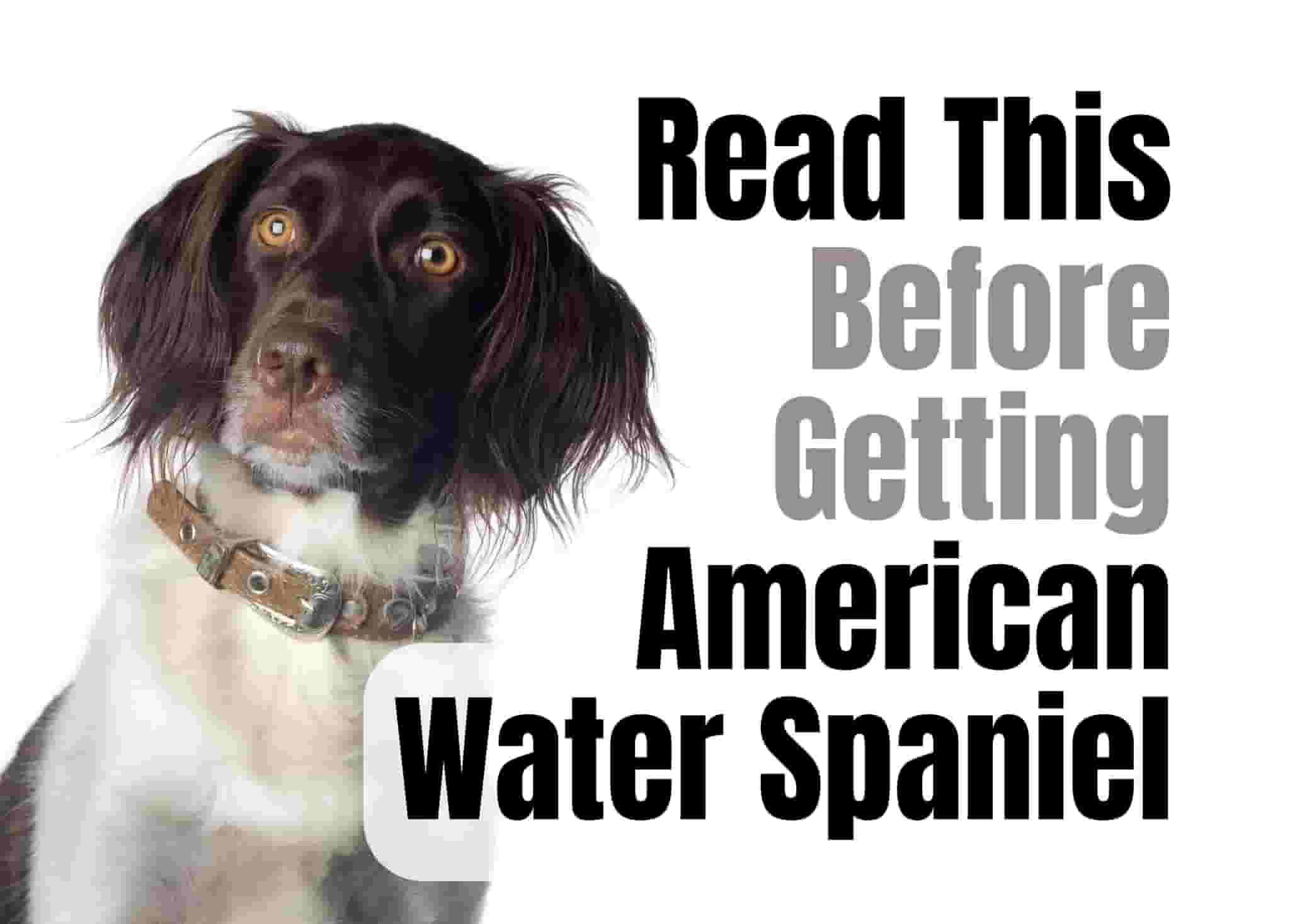 10 Things to Know Before Getting an American Water Spaniel
