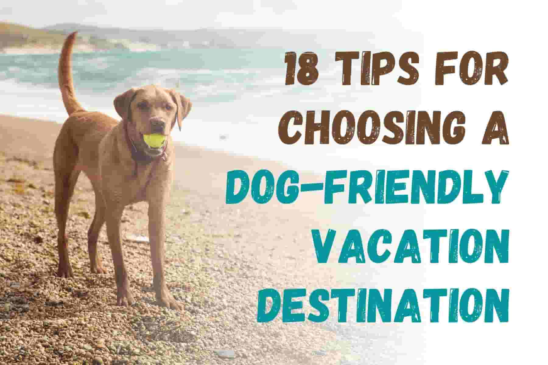18 Tips for a Pup-Perfect Vacation with Your Dog