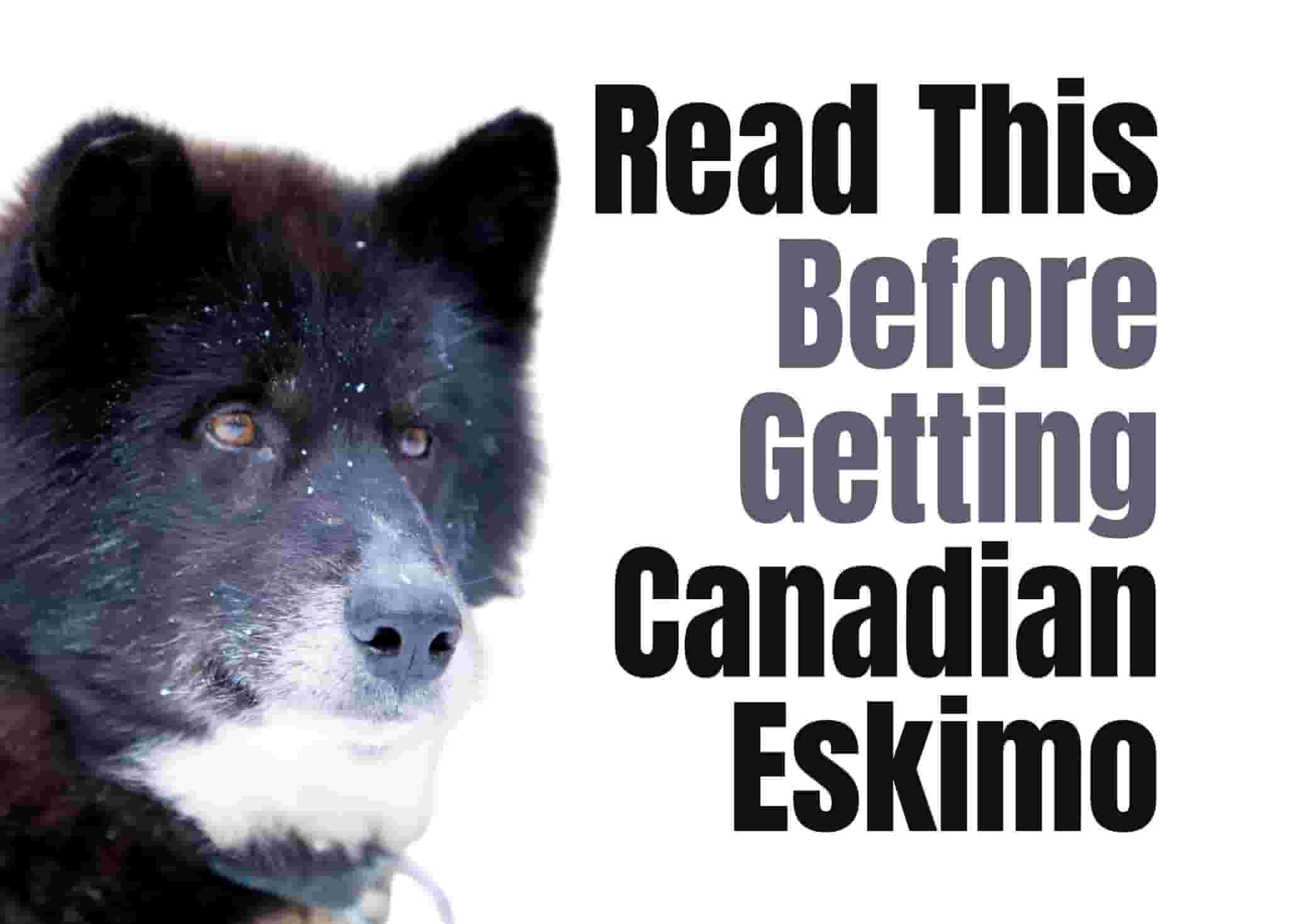 Consider These 19 Factors Before Purchasing a Canadian Eskimo Puppy