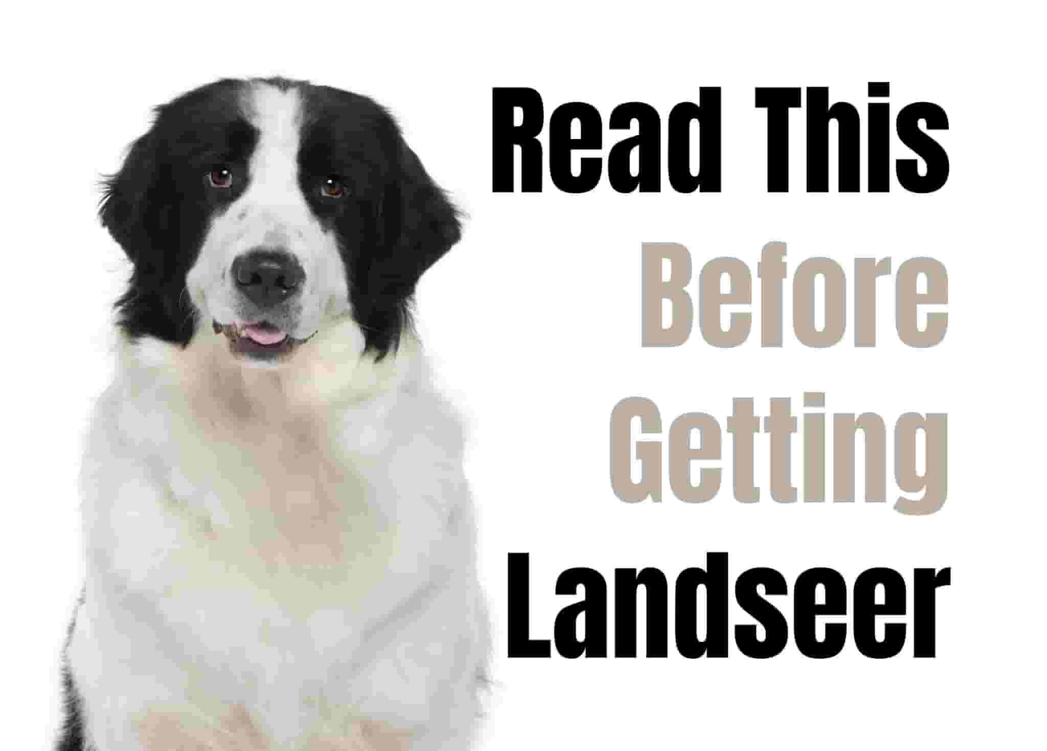 10 things to know before owning a Landseer dog
