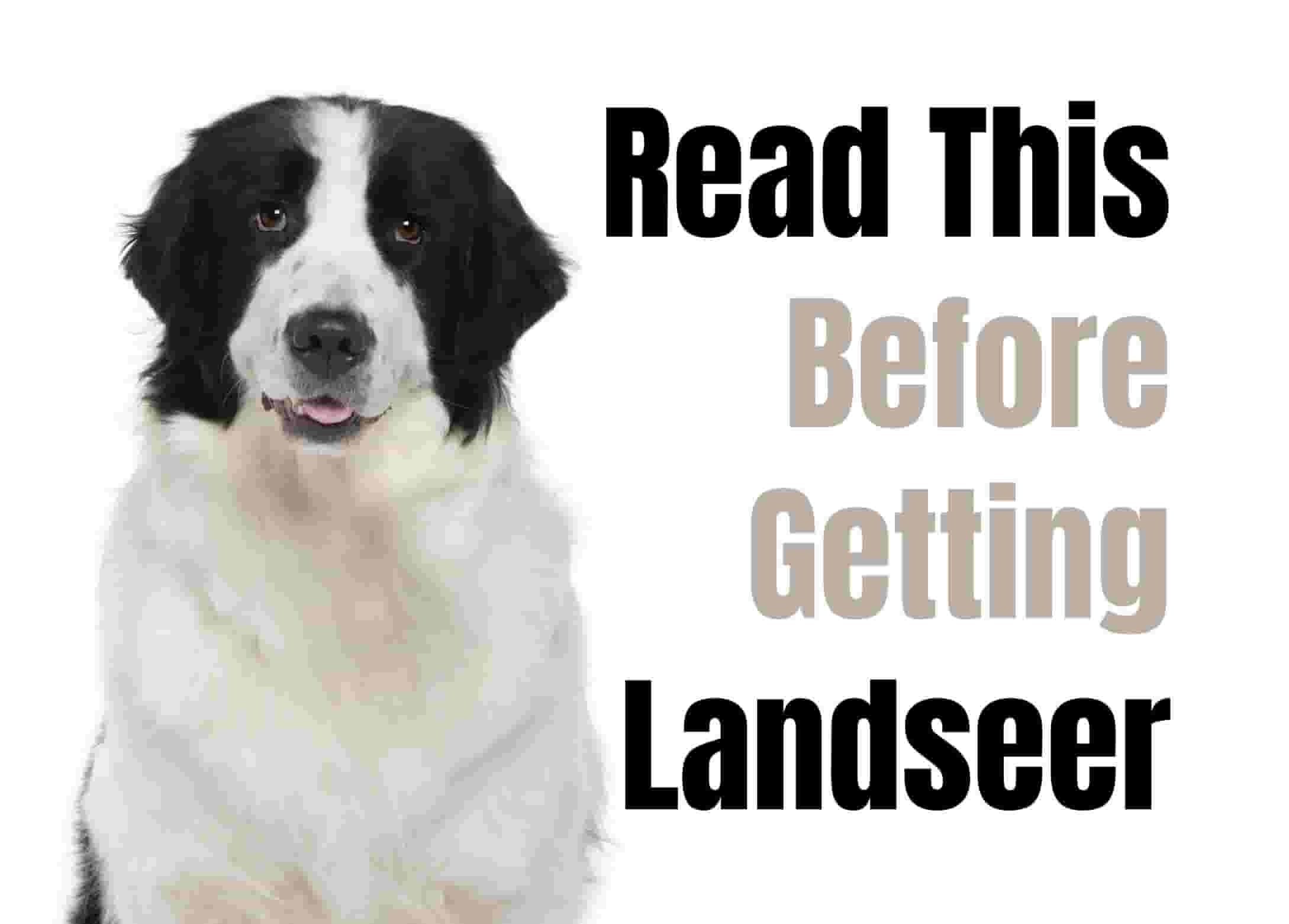 10 things to know before owning a Landseer dog