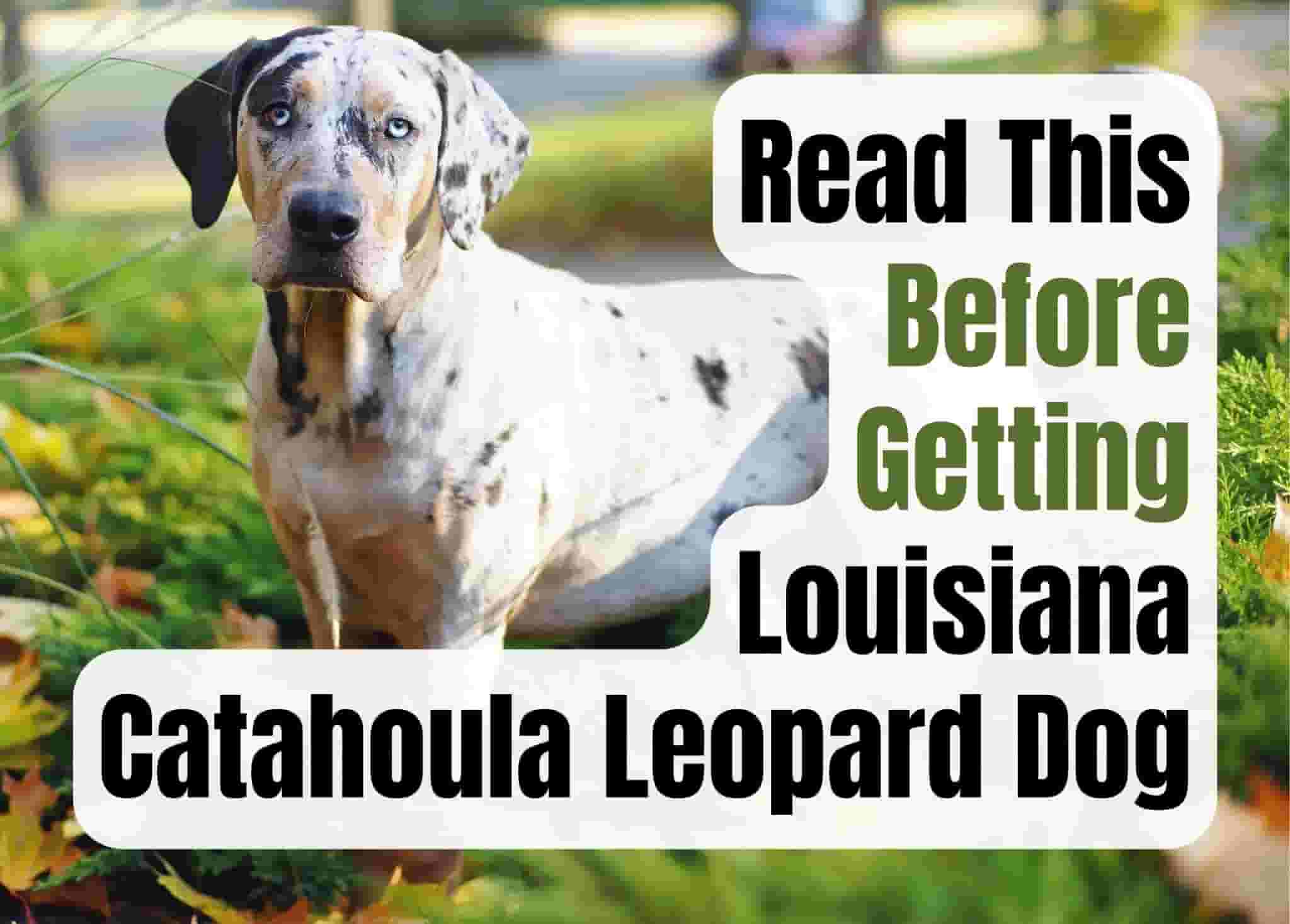 Consider These 19 Factors Before Purchasing a Louisiana Catahoula Leopard Puppy