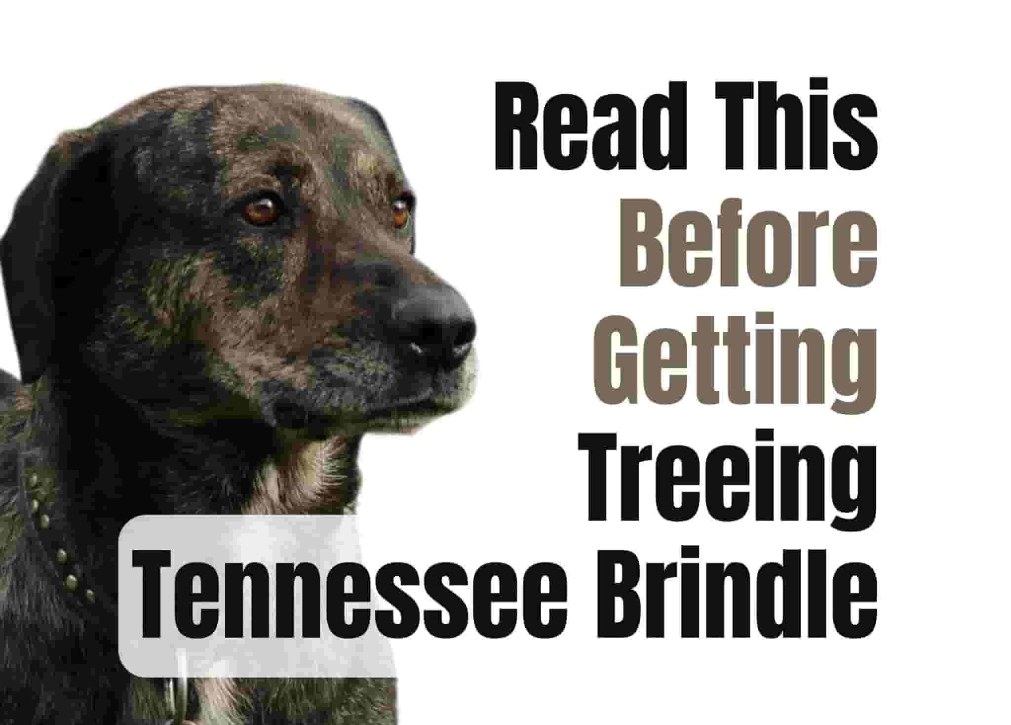 7 Things to Know Before Owning a Treeing Tennessee Brindle
