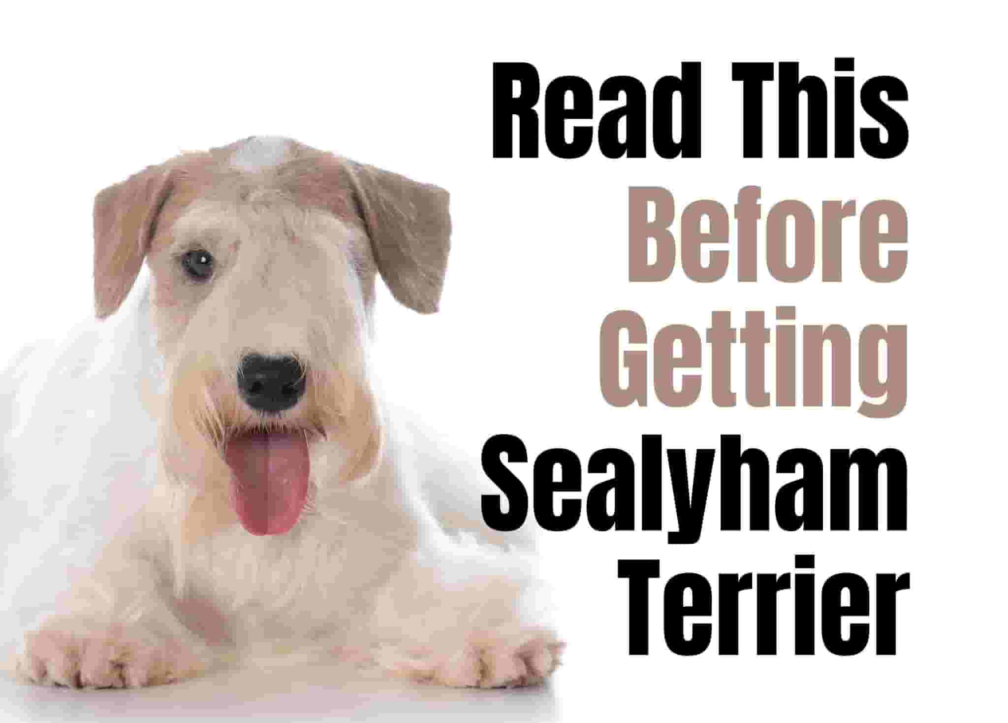 20 things to know before getting a Sealyham Terrier