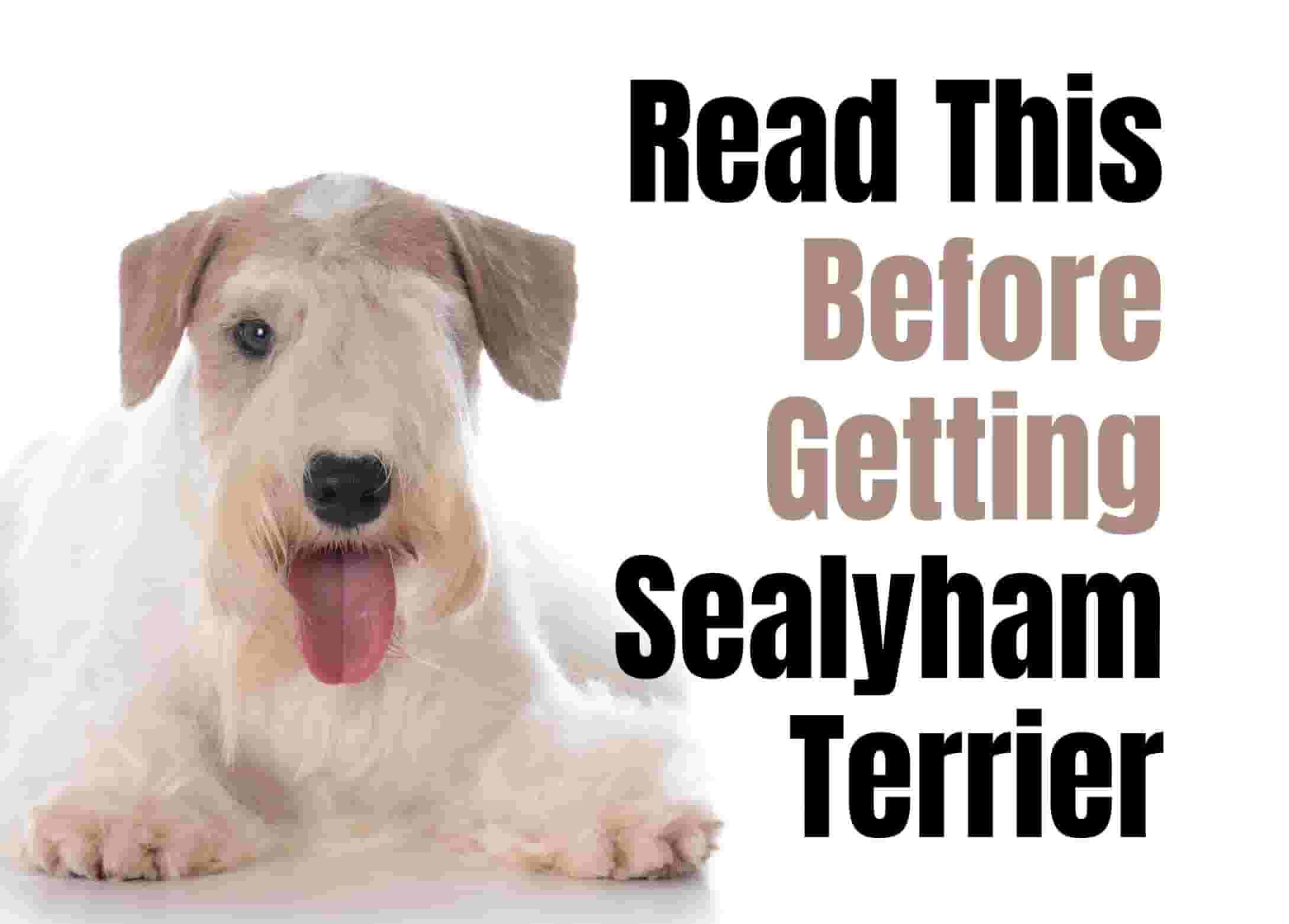 20 things to know before getting a Sealyham Terrier