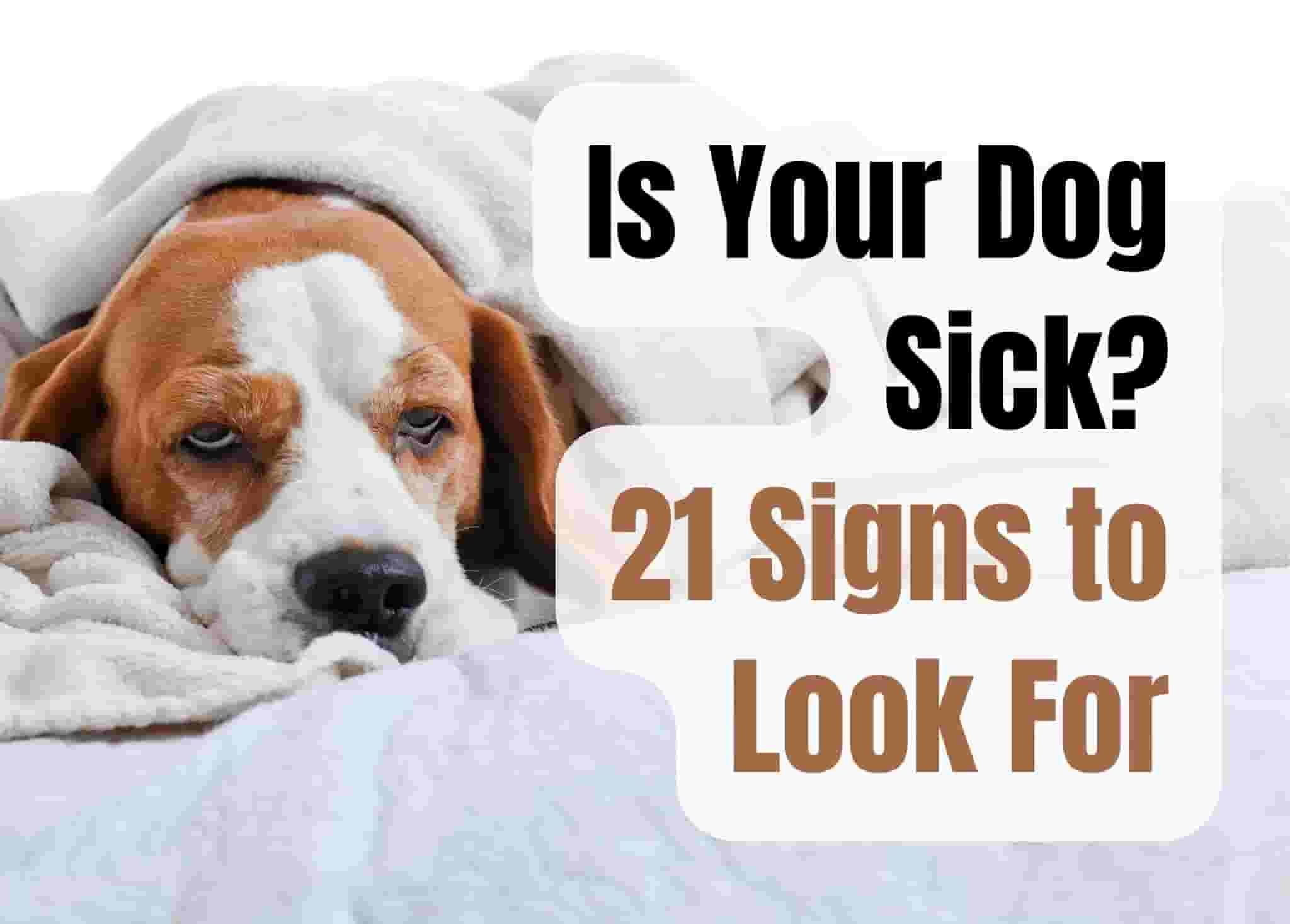 21 Signs Your Dog Needs a Vet Visit Now