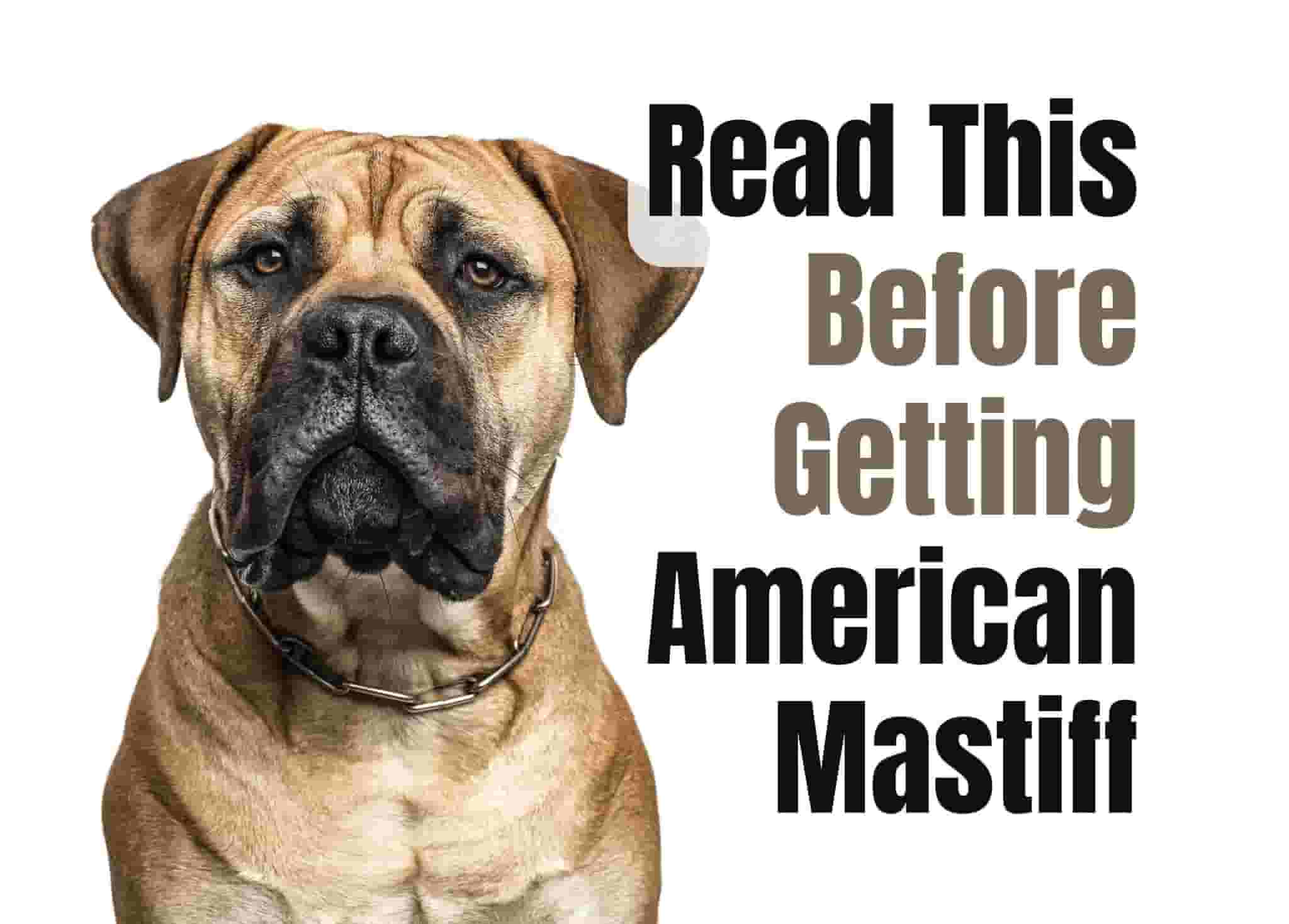 What to Think About Before Getting an American Mastiff Puppy
