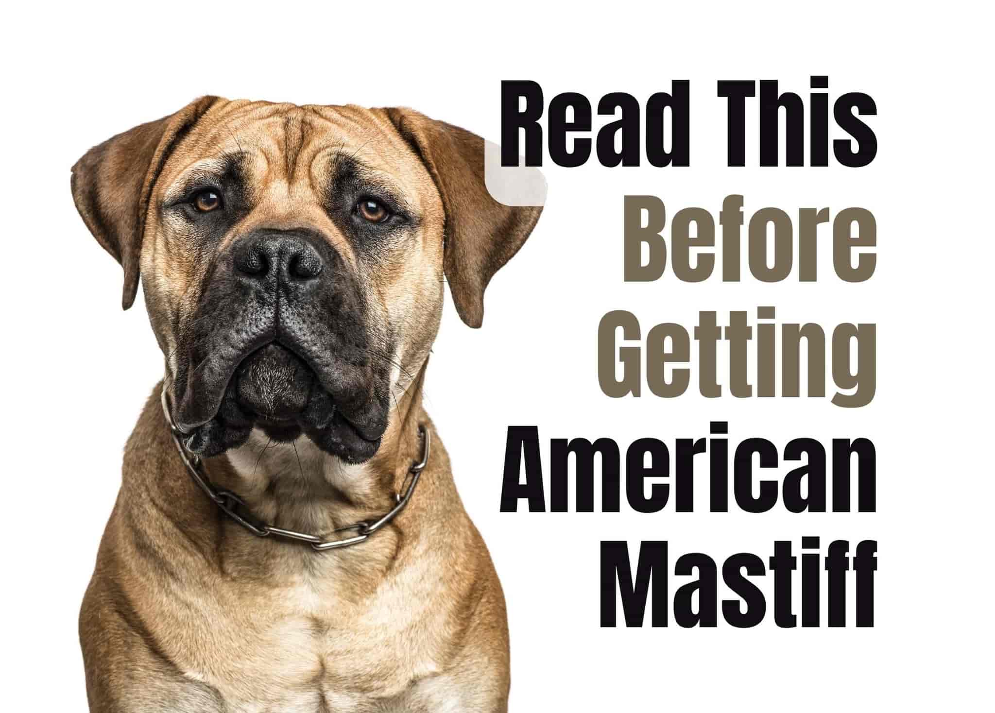 What to Think About Before Getting an American Mastiff Puppy
