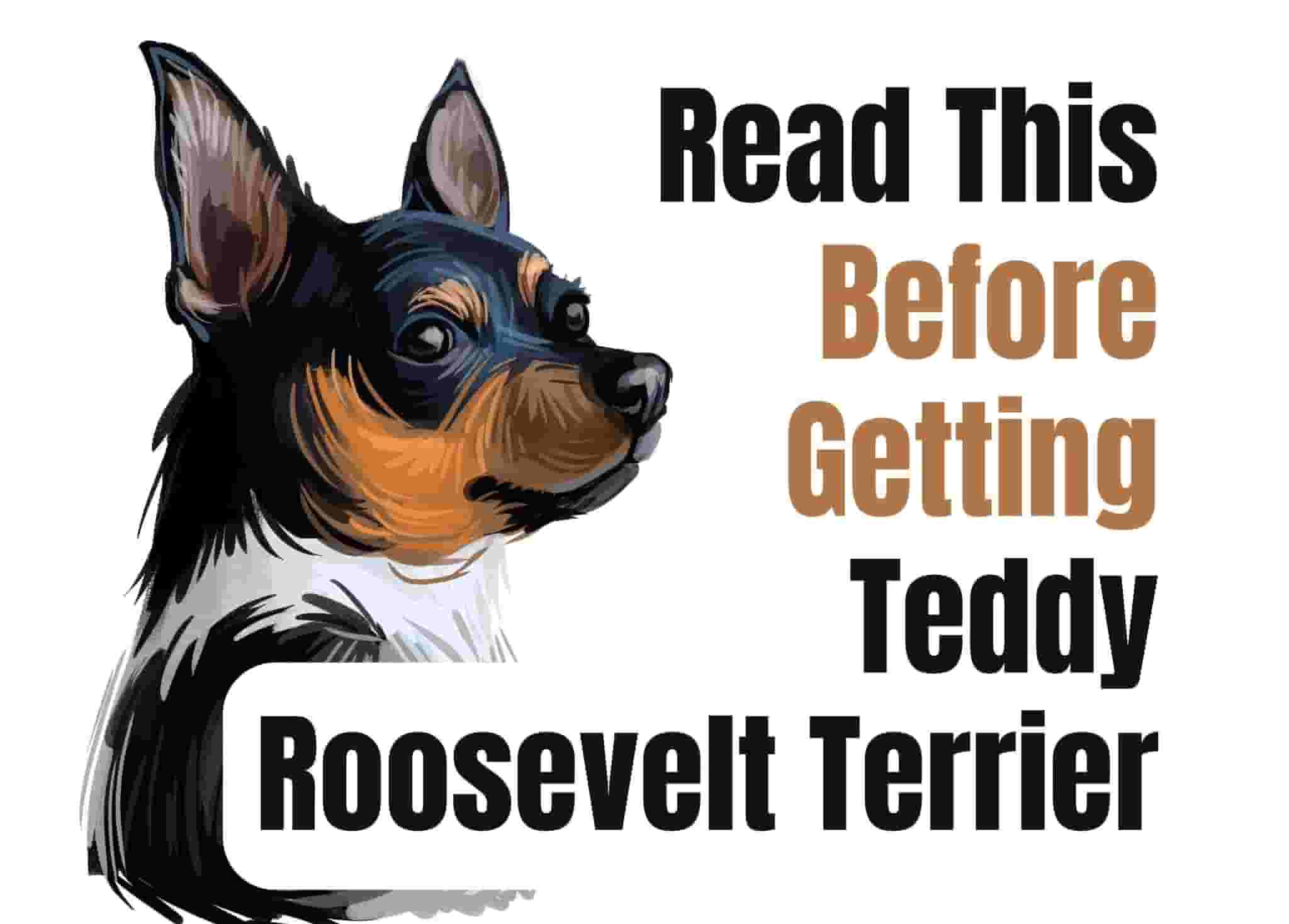 7 Awesome Facts About Teddy Roosevelt Terriers You Need to Know