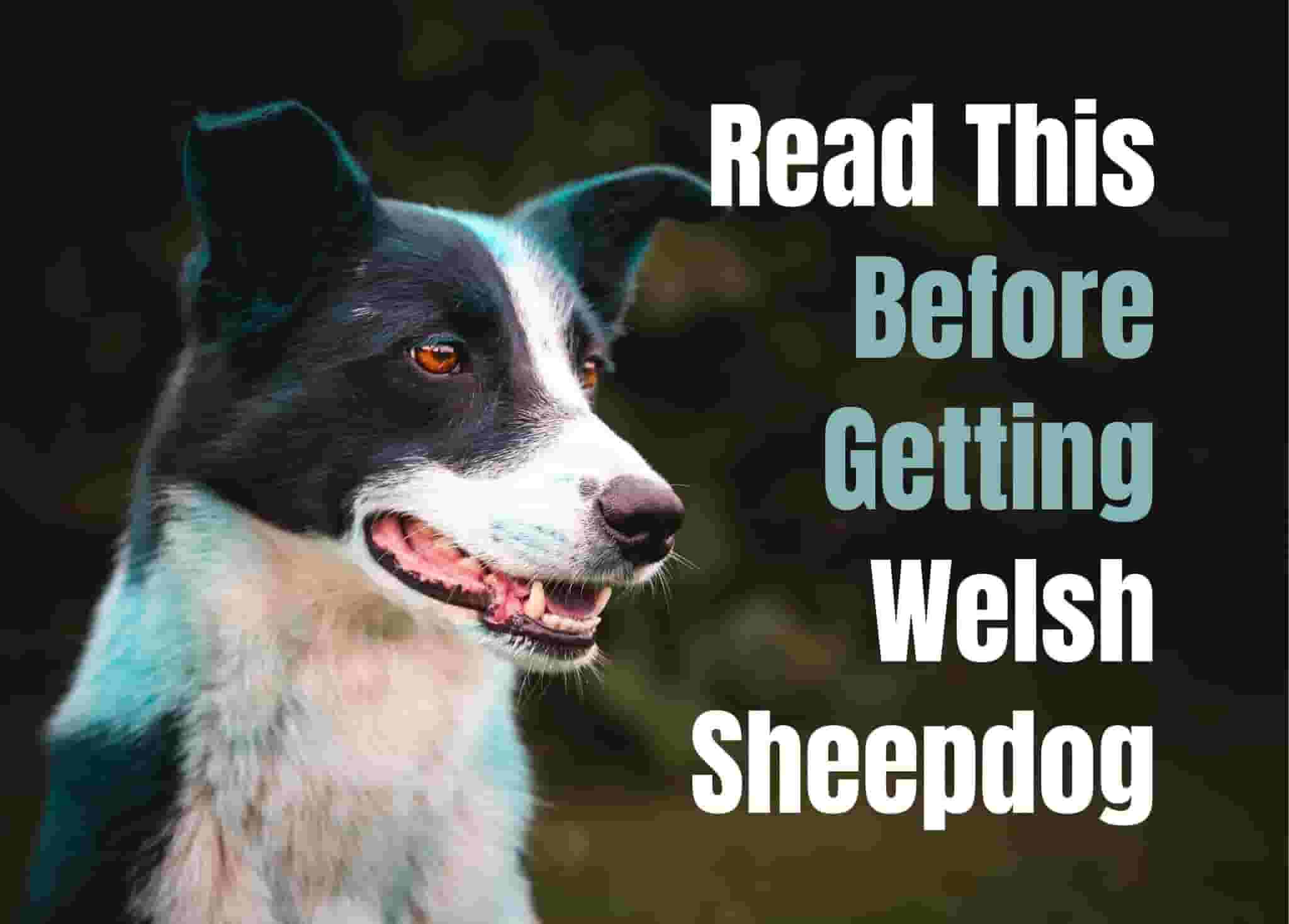 7 Things to Know Before Getting a Welsh Sheepdog