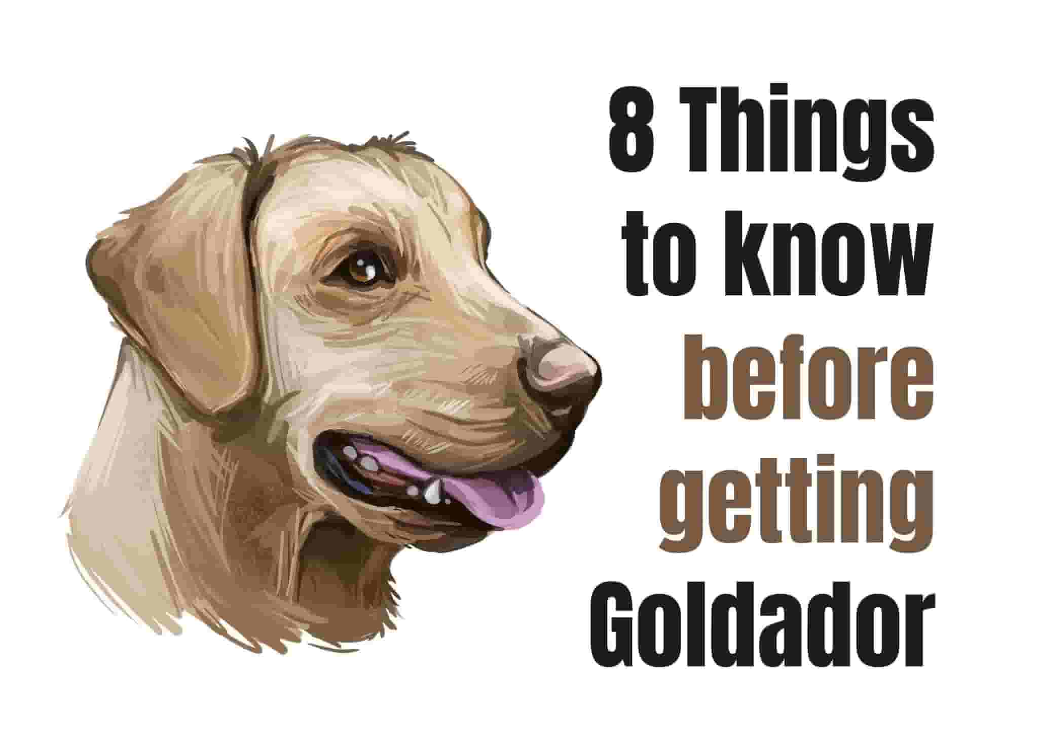 Top 8 Essential Facts About the Goldador Retriever