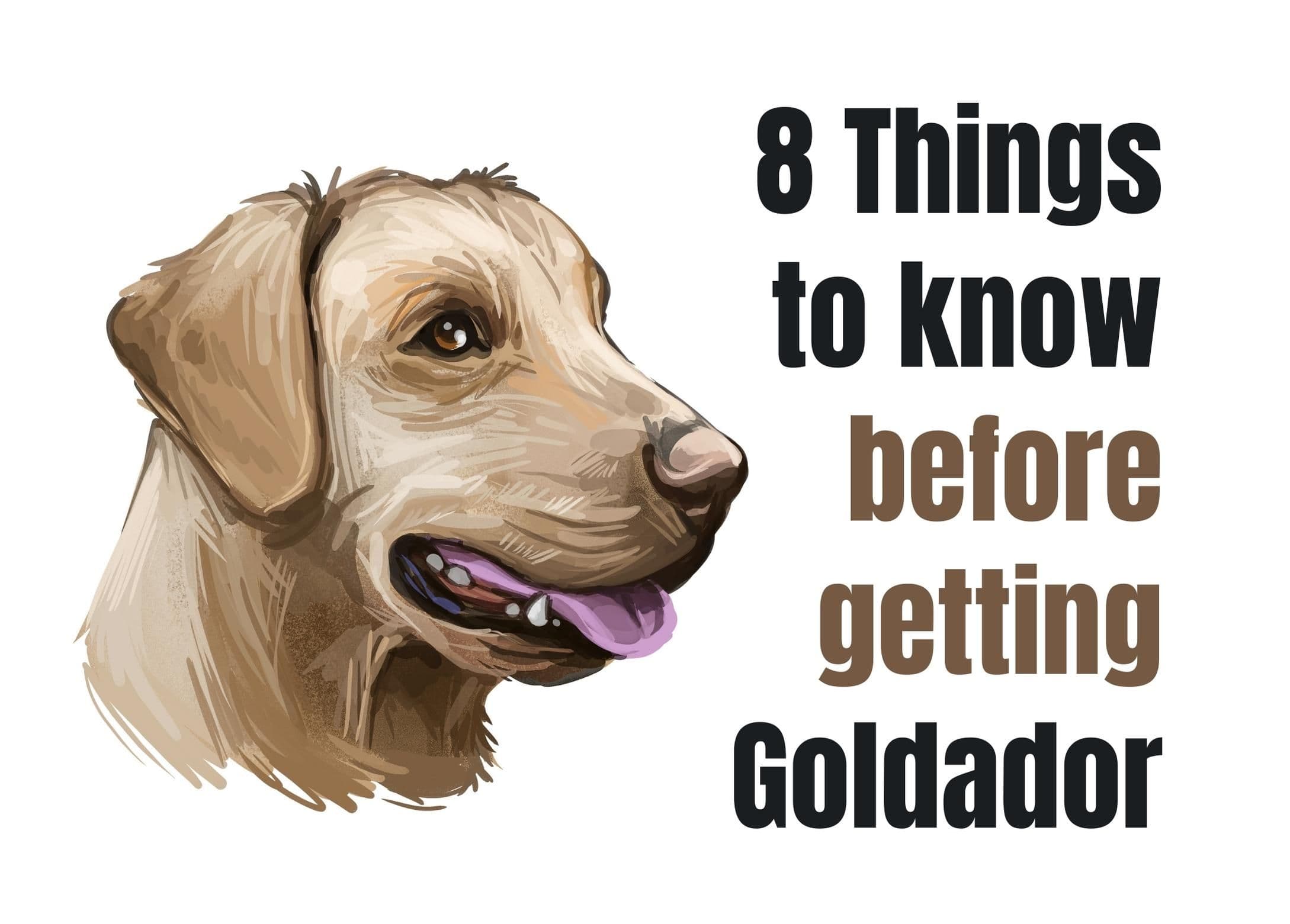 Top 8 Essential Facts About the Goldador Retriever
