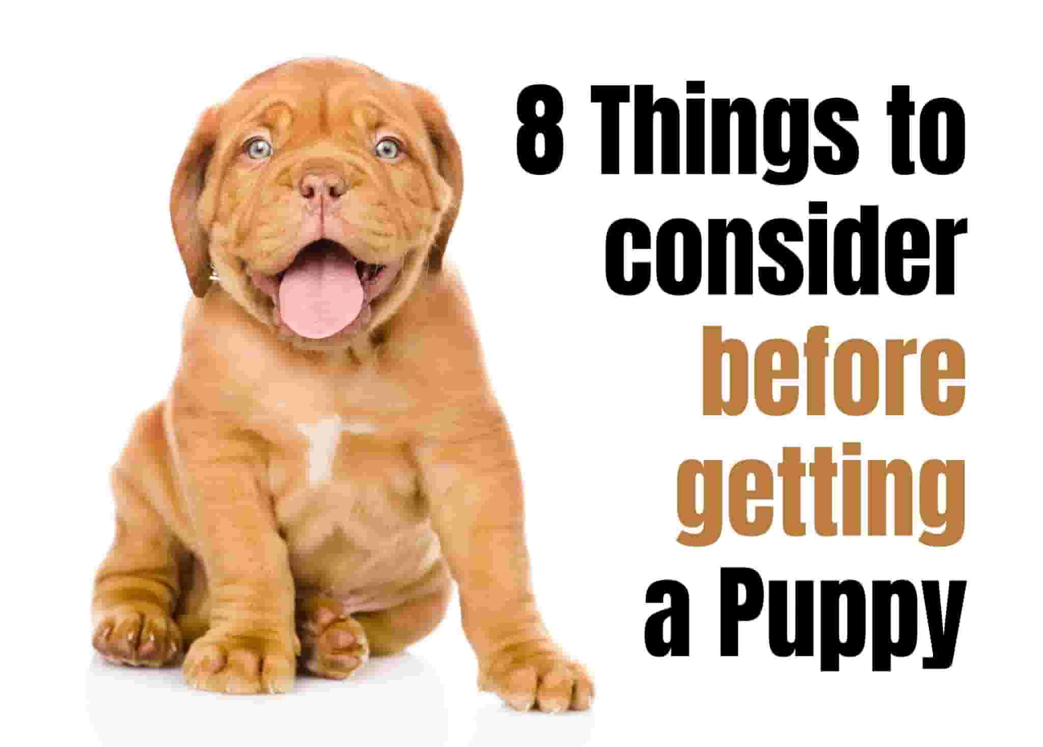 8 things to consider before getting a puppy.