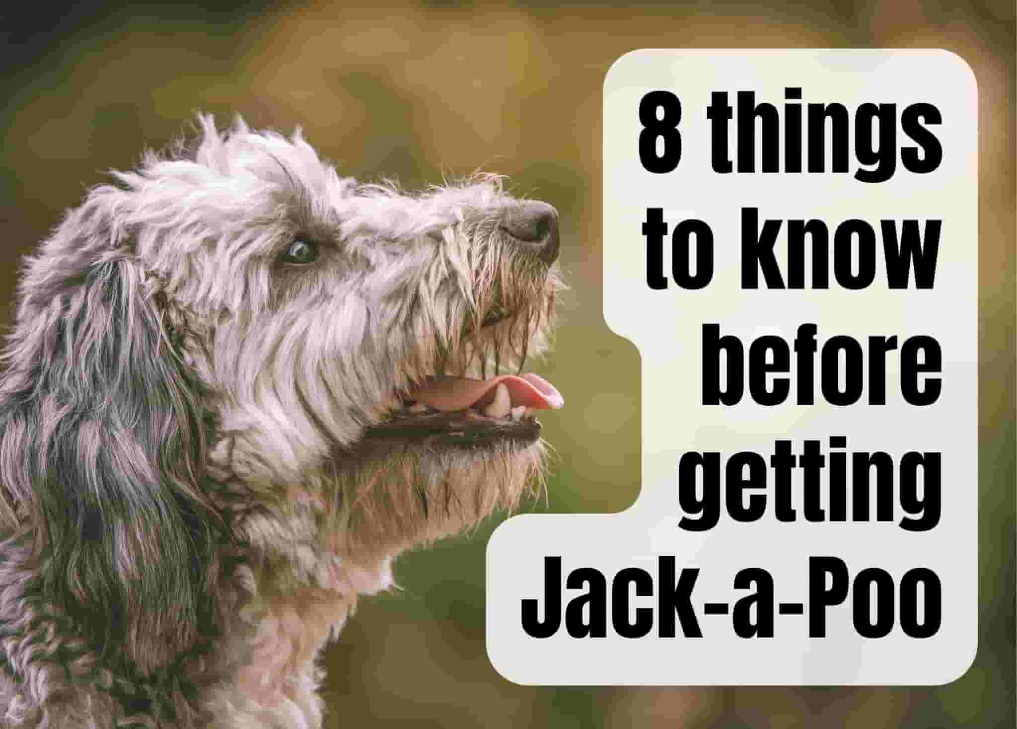 8 Things to Know Before Getting a Jack-a-Poo