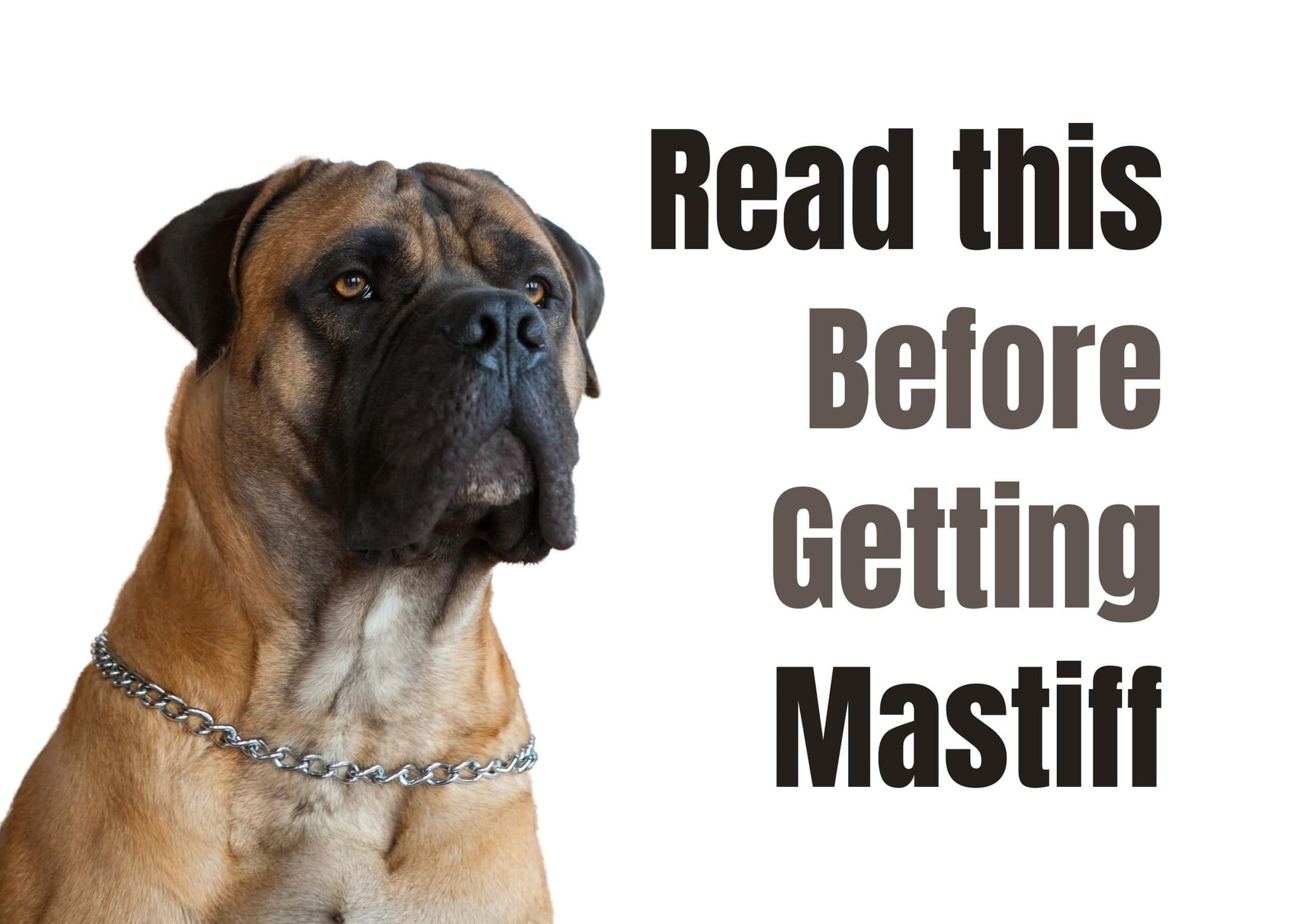 Essential Facts to Understand About Mastiffs