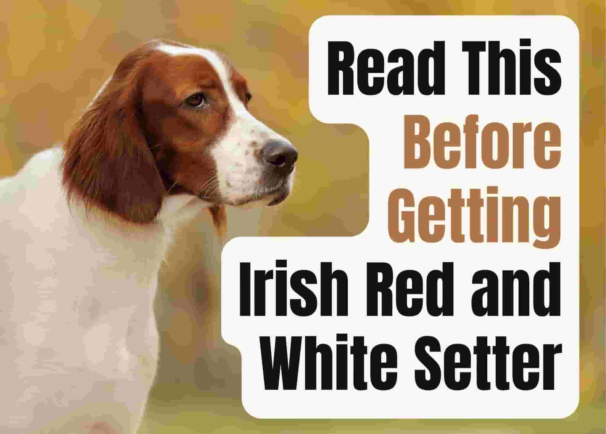 9 things to know before getting an Irish Red and White Setter