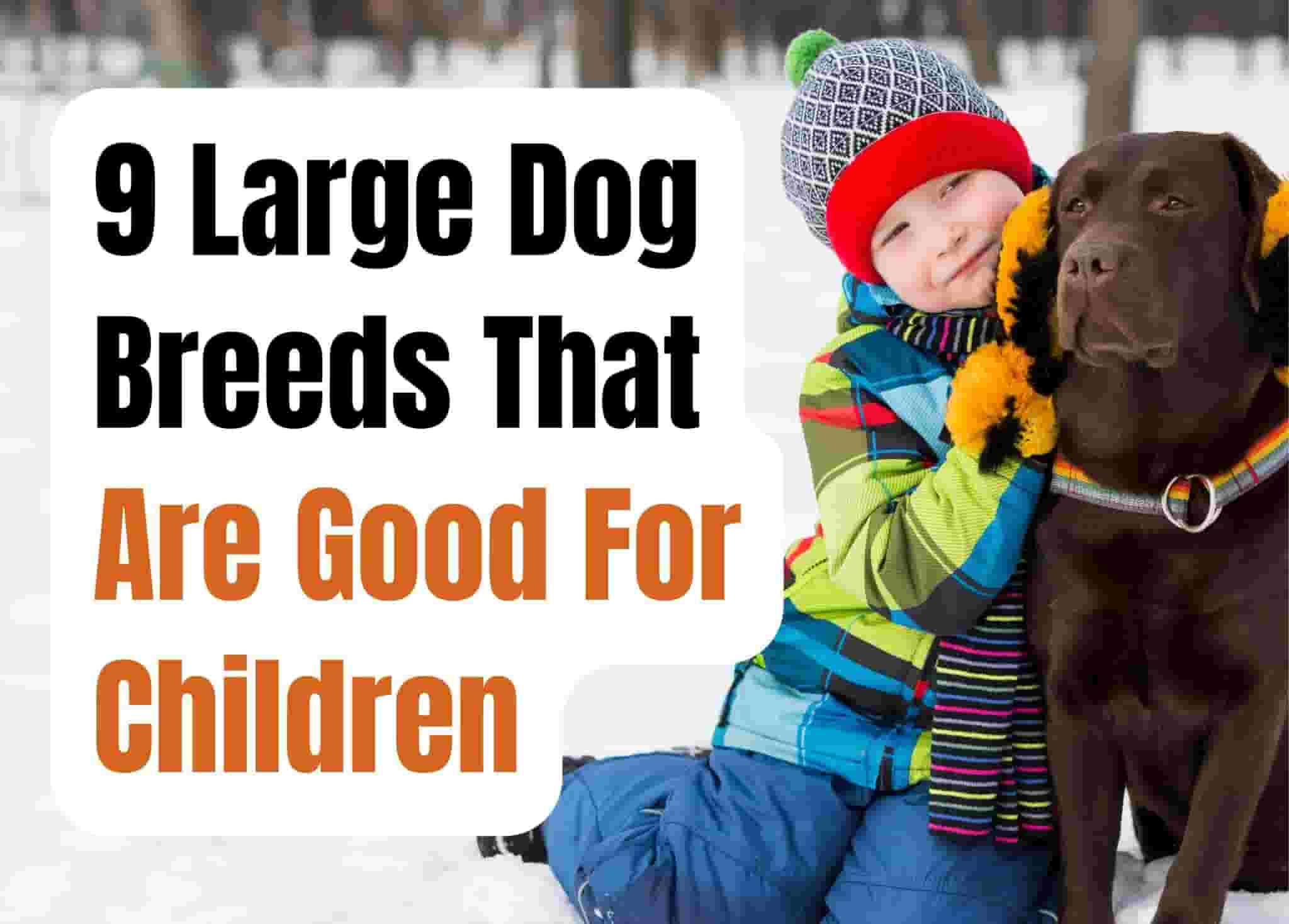 Top 9 Large Dog Breeds Great for Kids