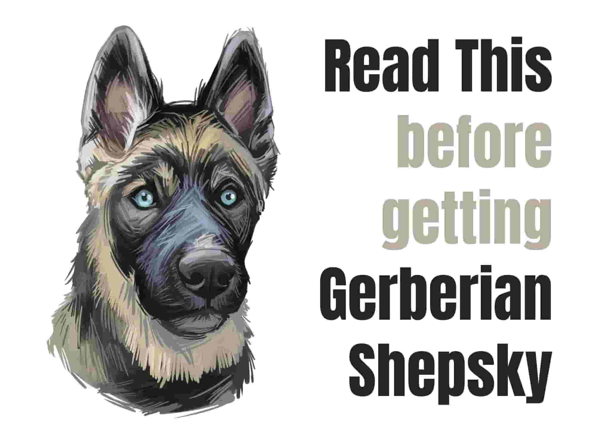 Understanding the Gerberian Shepsky: 9 Key Facts