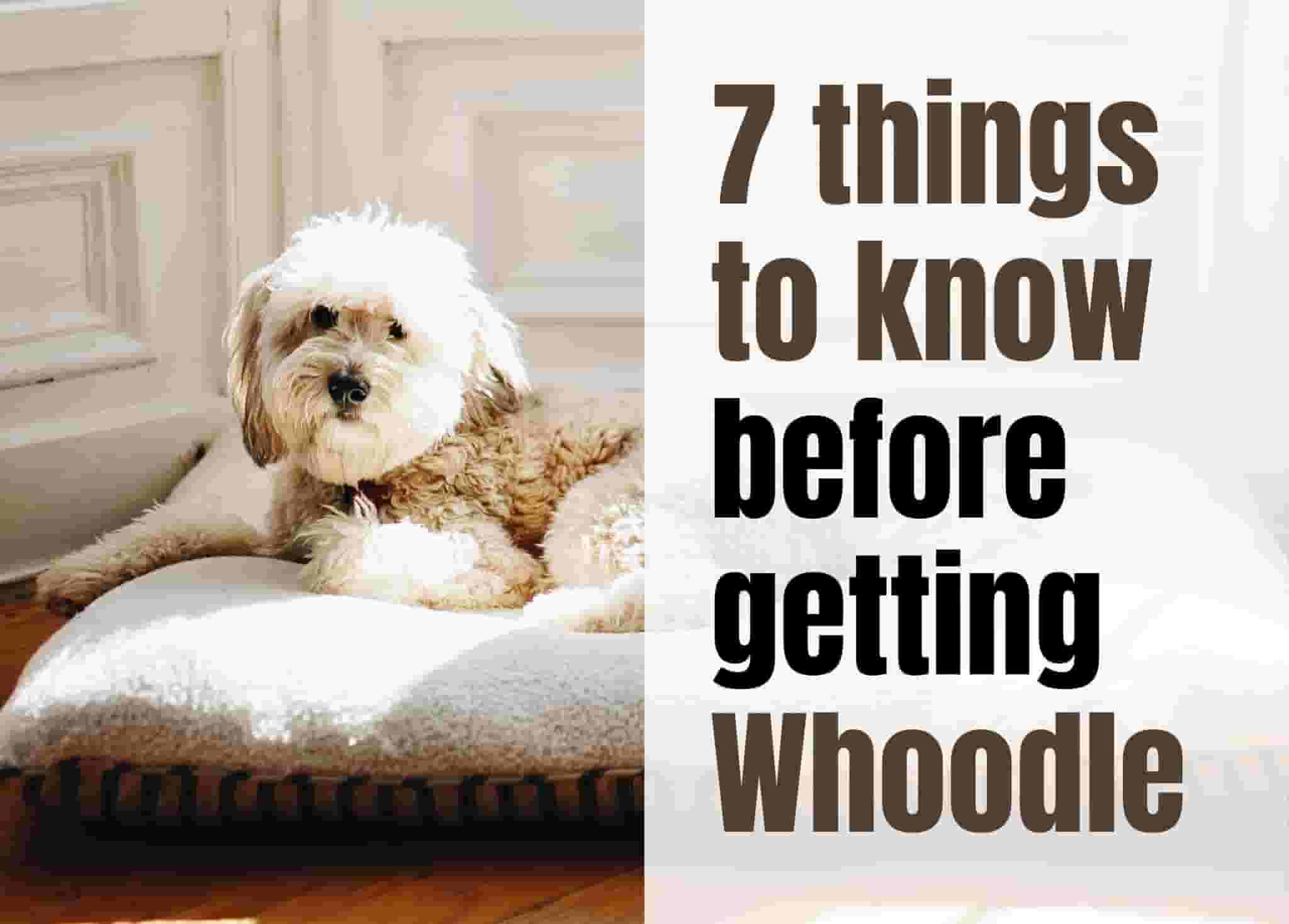 7 Essential Facts About the Whoodle Breed